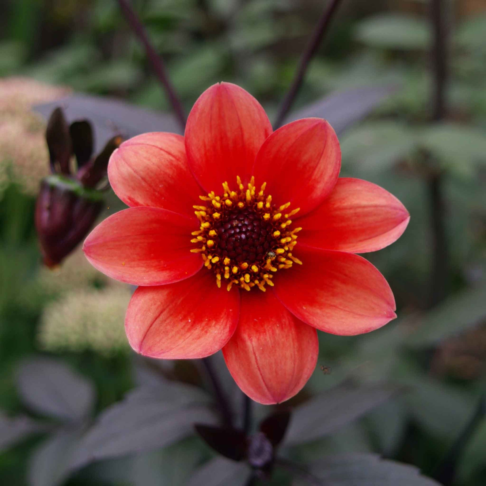 single dahlia seeds Bulk Dahlia Seeds - Bishop's Children