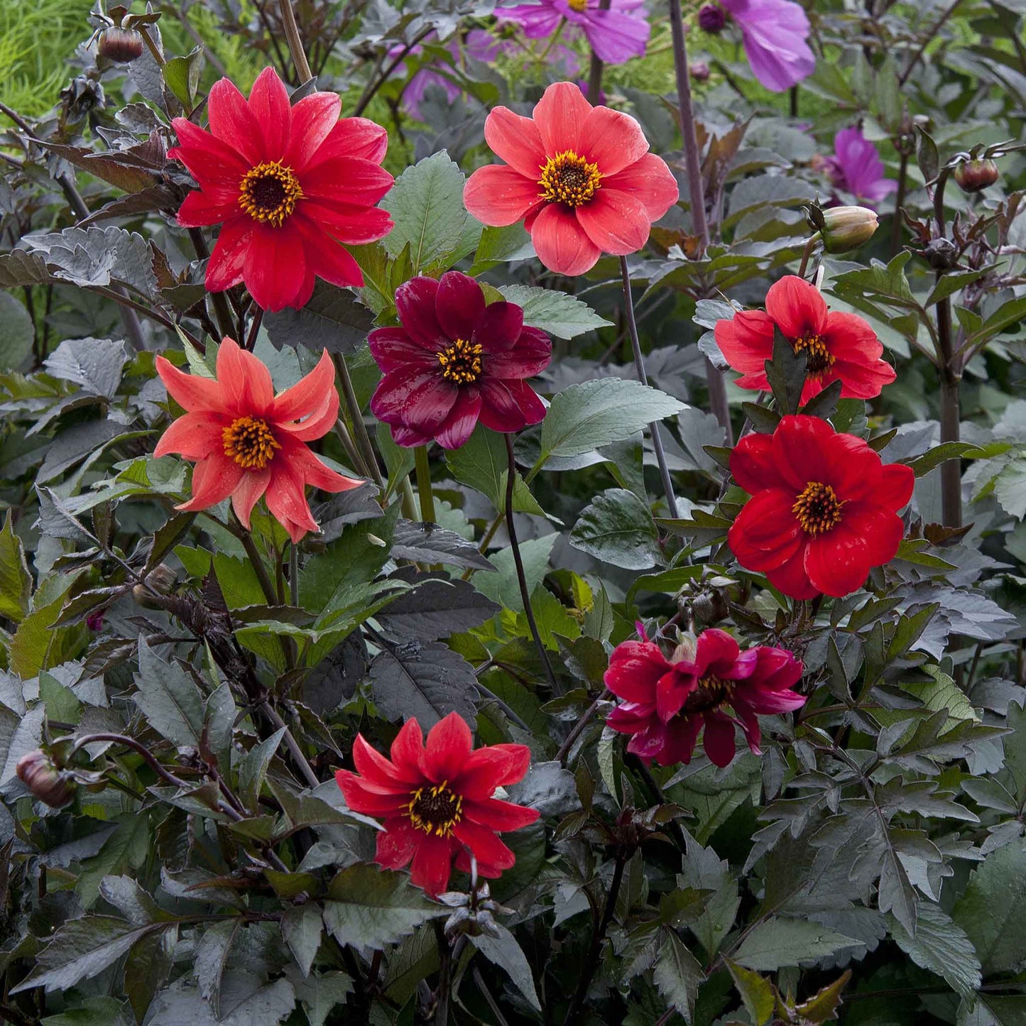 dahlia seeds bulk Bulk Dahlia Seeds - Bishop's Children