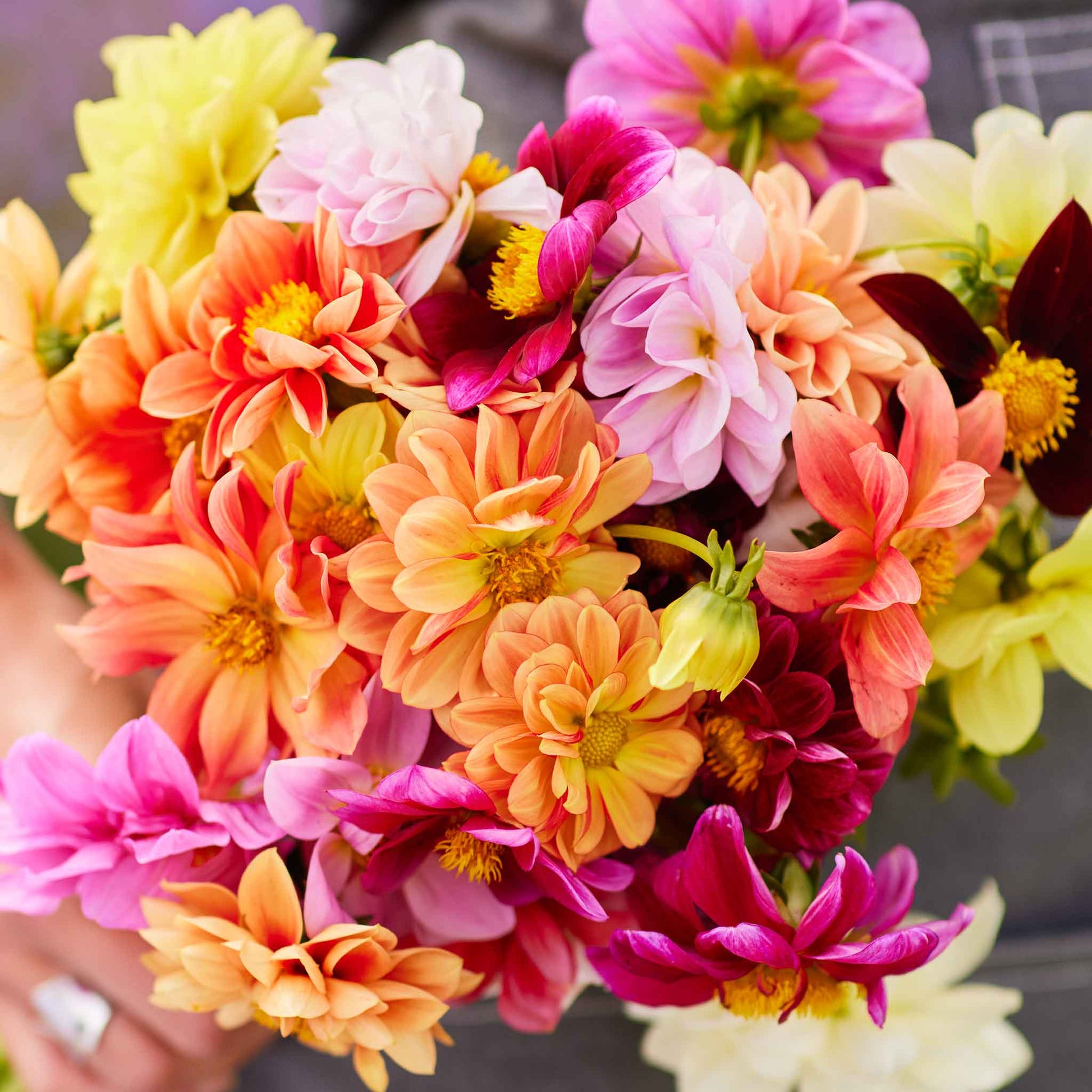 bulk dahlia seeds Bulk Dahlia Seeds