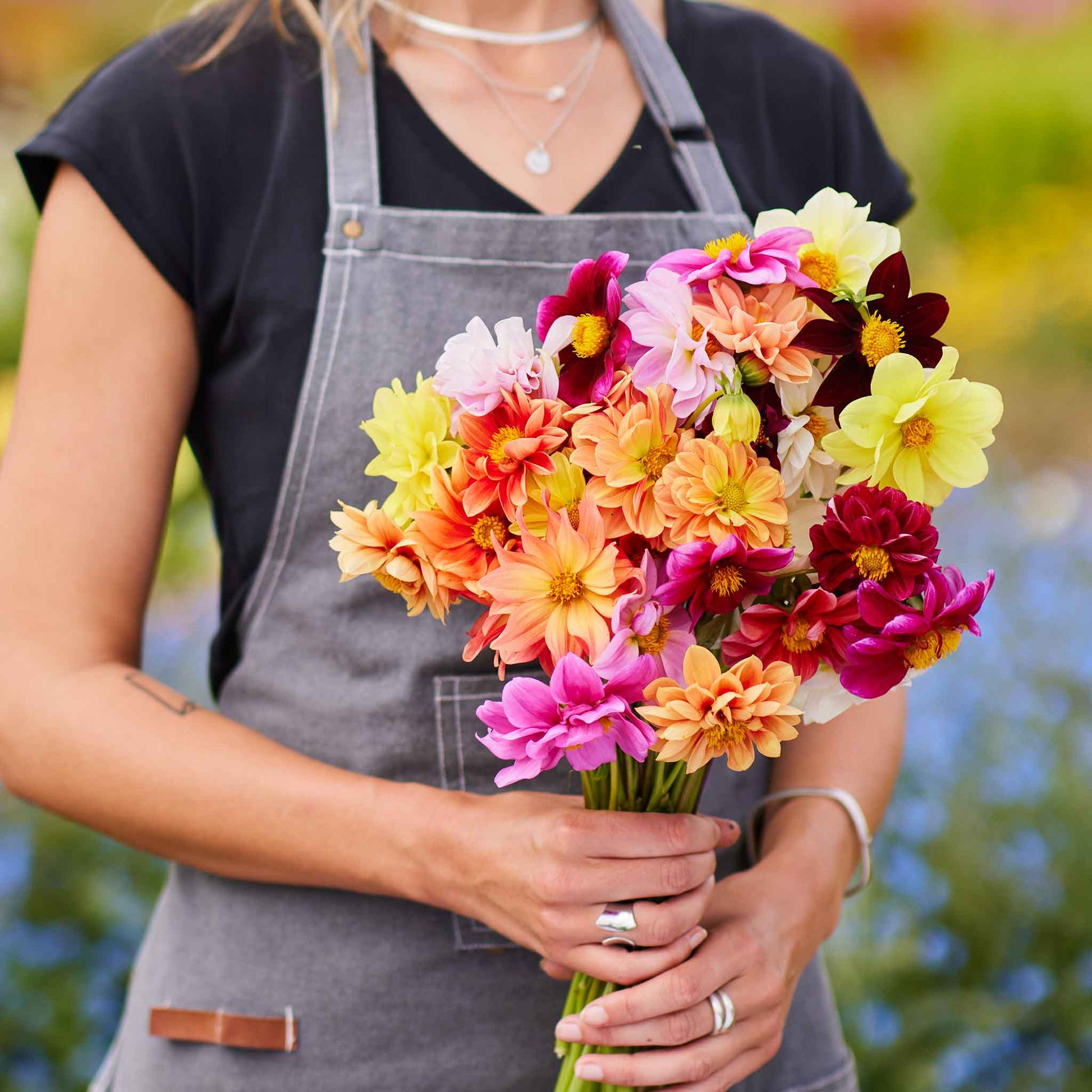 big dahlia flower seeds Bulk Dahlia Seeds