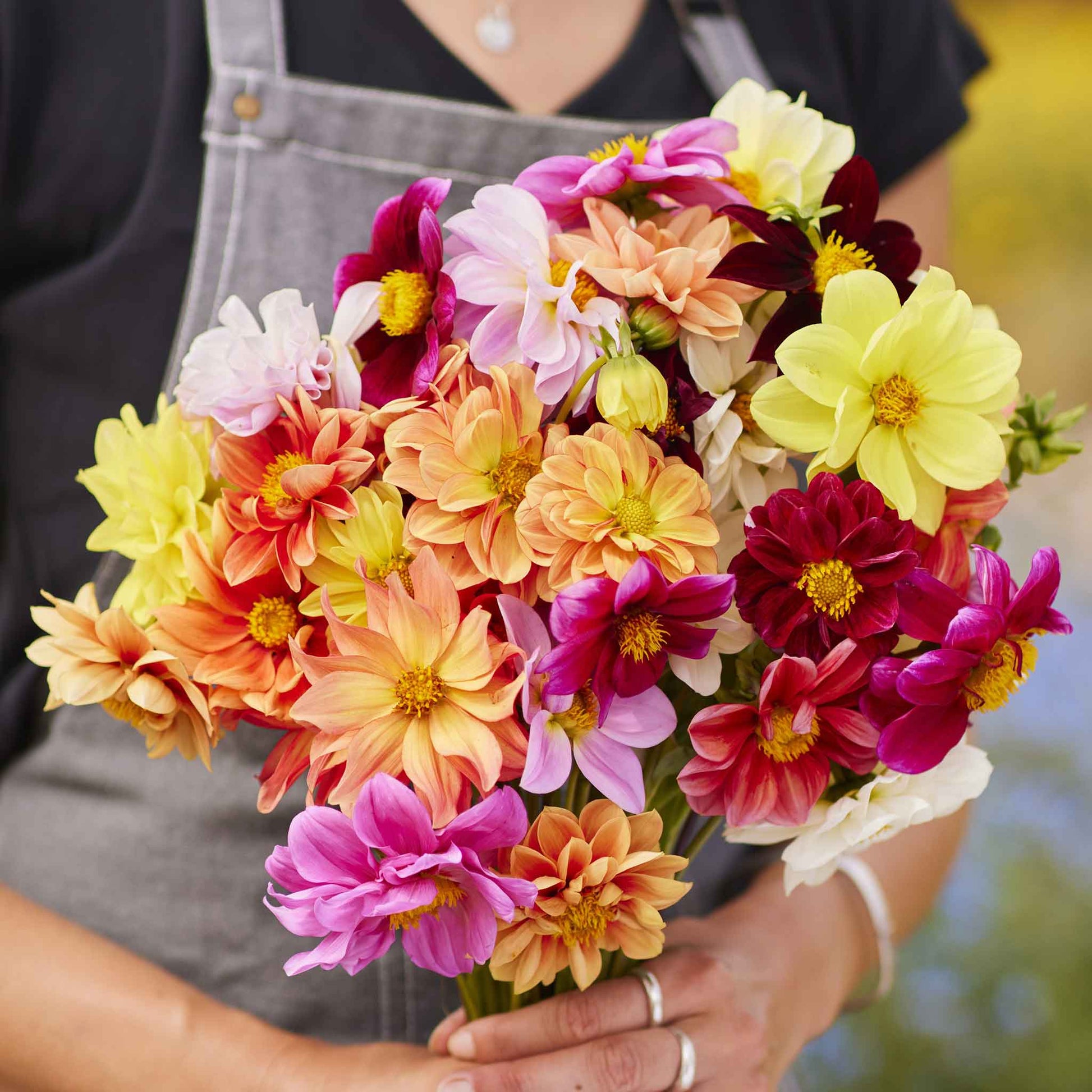 mixed dahlia seeds Bulk Dahlia Seeds