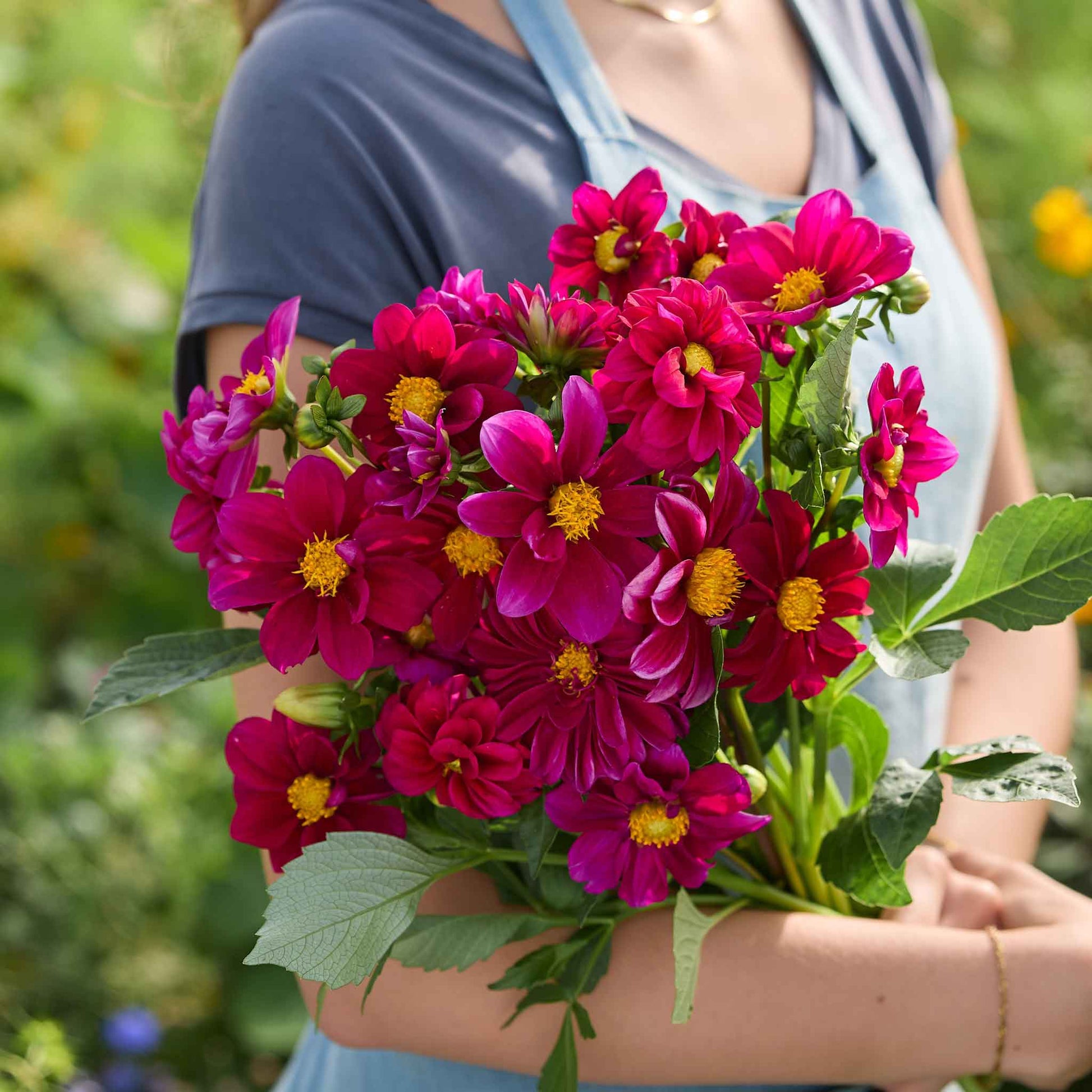 dahlia flower seeds for sale Bulk Dahlia Seeds - Figaro Violet Shades