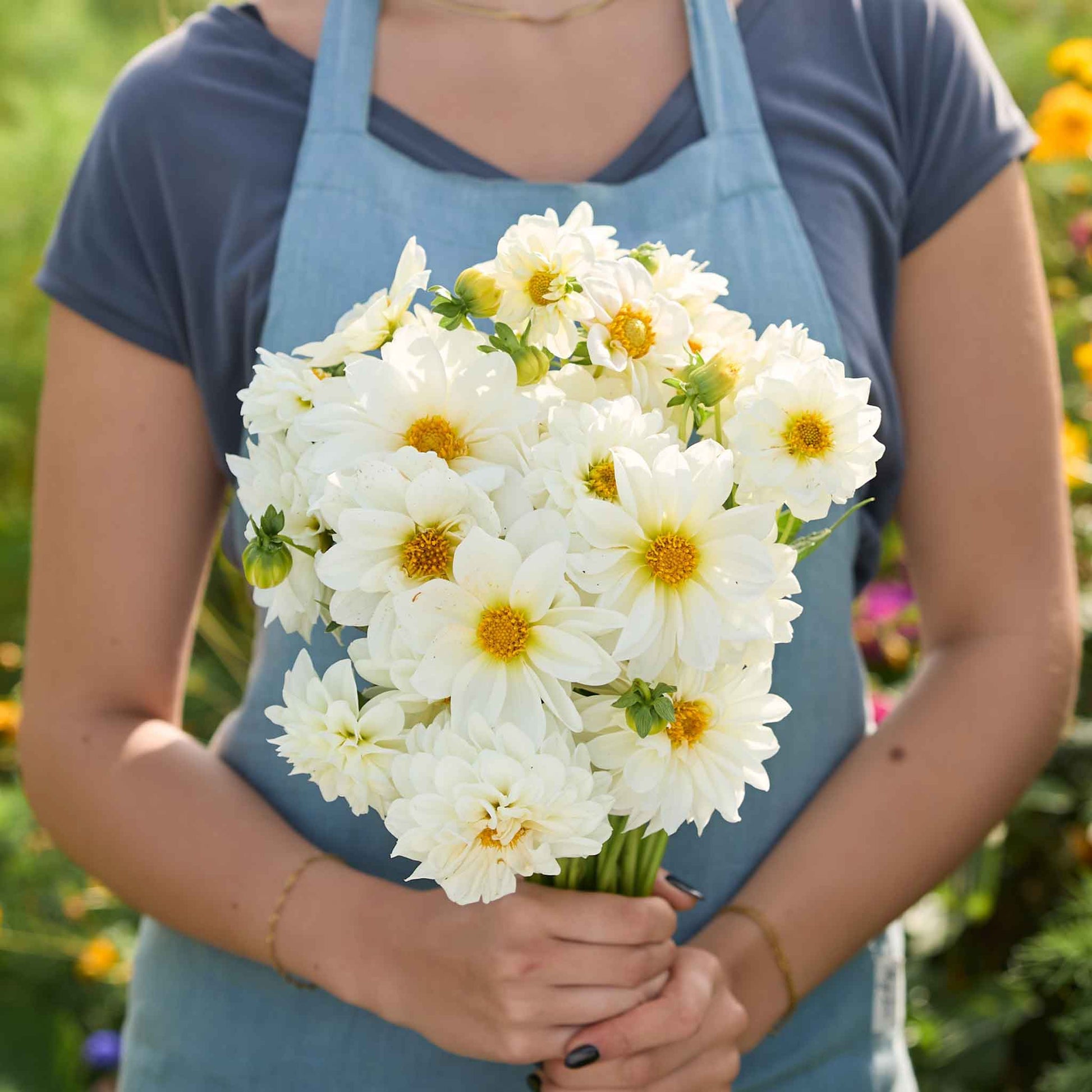 dahlia flower seeds for sale Bulk Dahlia Seeds - Figaro White