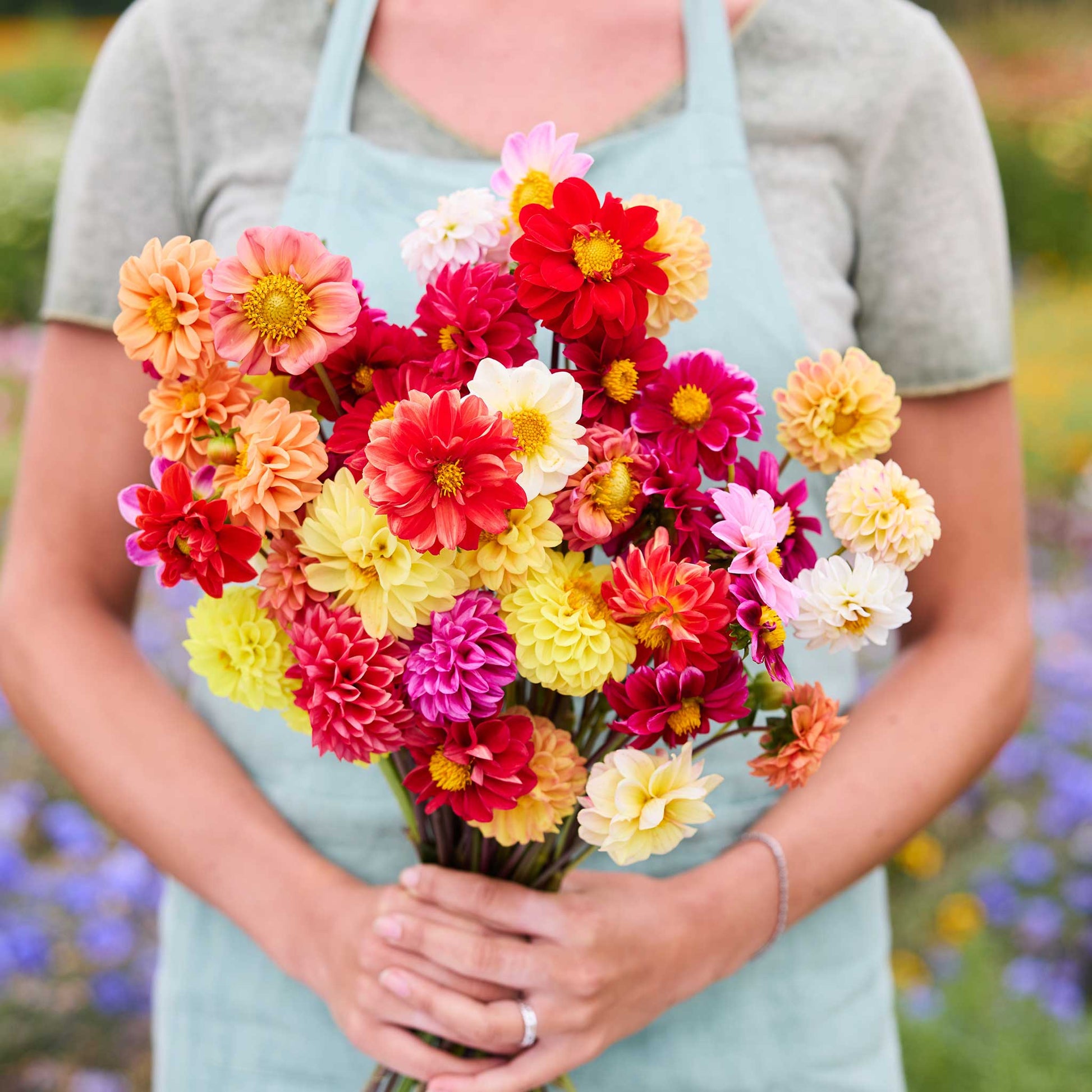 Person holding a bouquet of dahlia pompon double flowered mix flowers in a garden setting