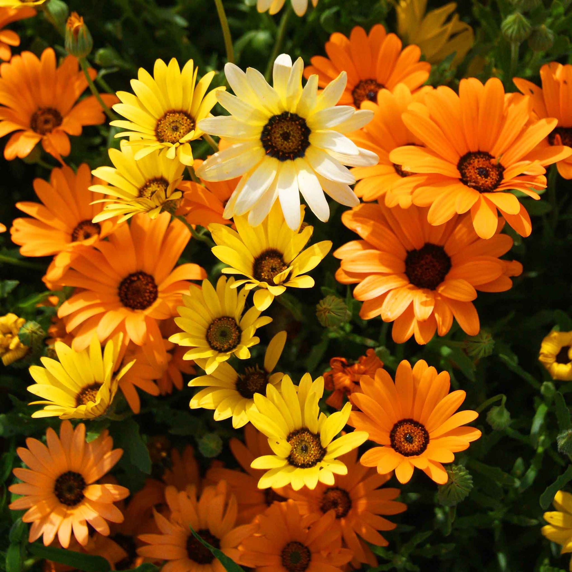 flower seeds south africa Bulk Daisy Seeds (African)
