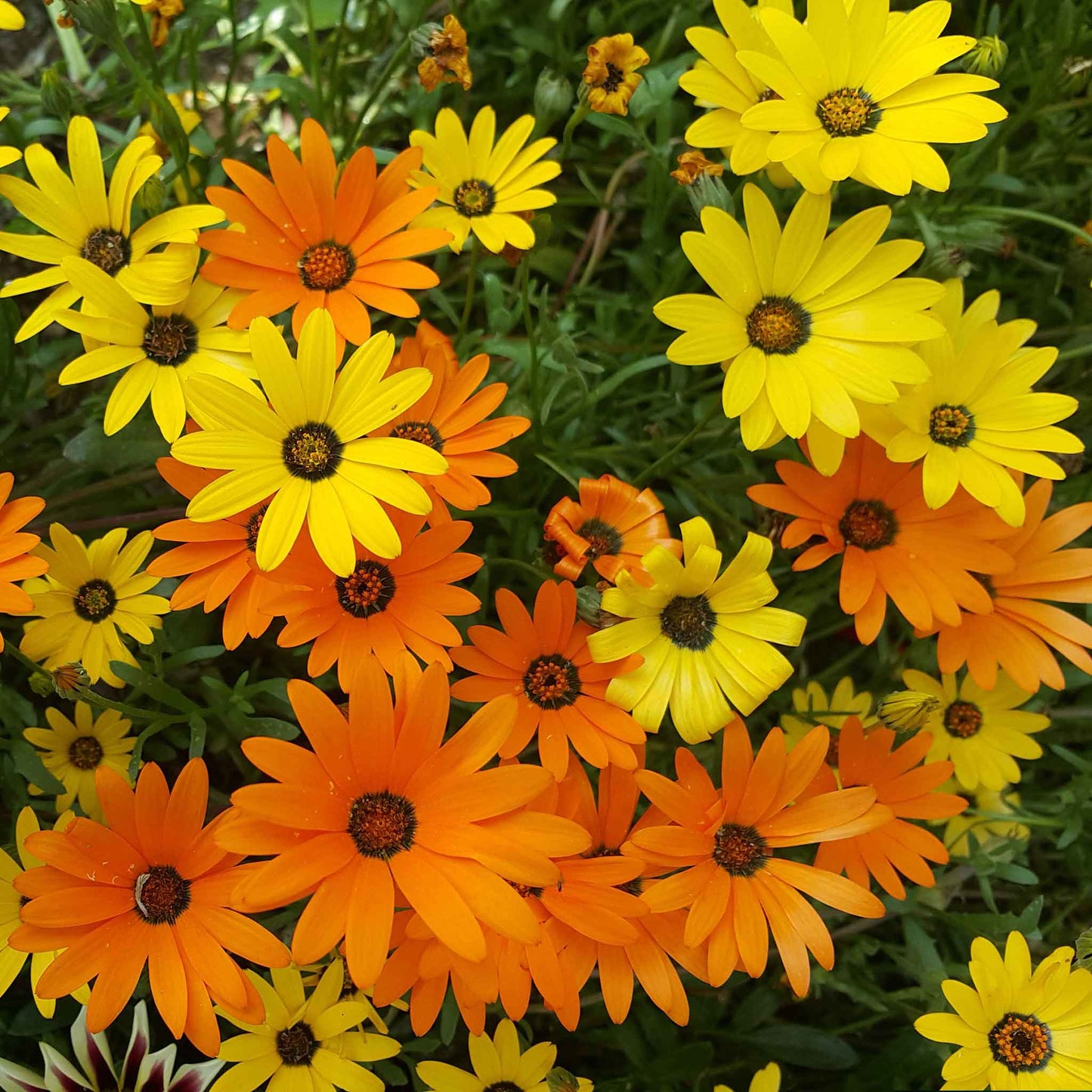 african daisy flower seeds Bulk Daisy Seeds (African)
