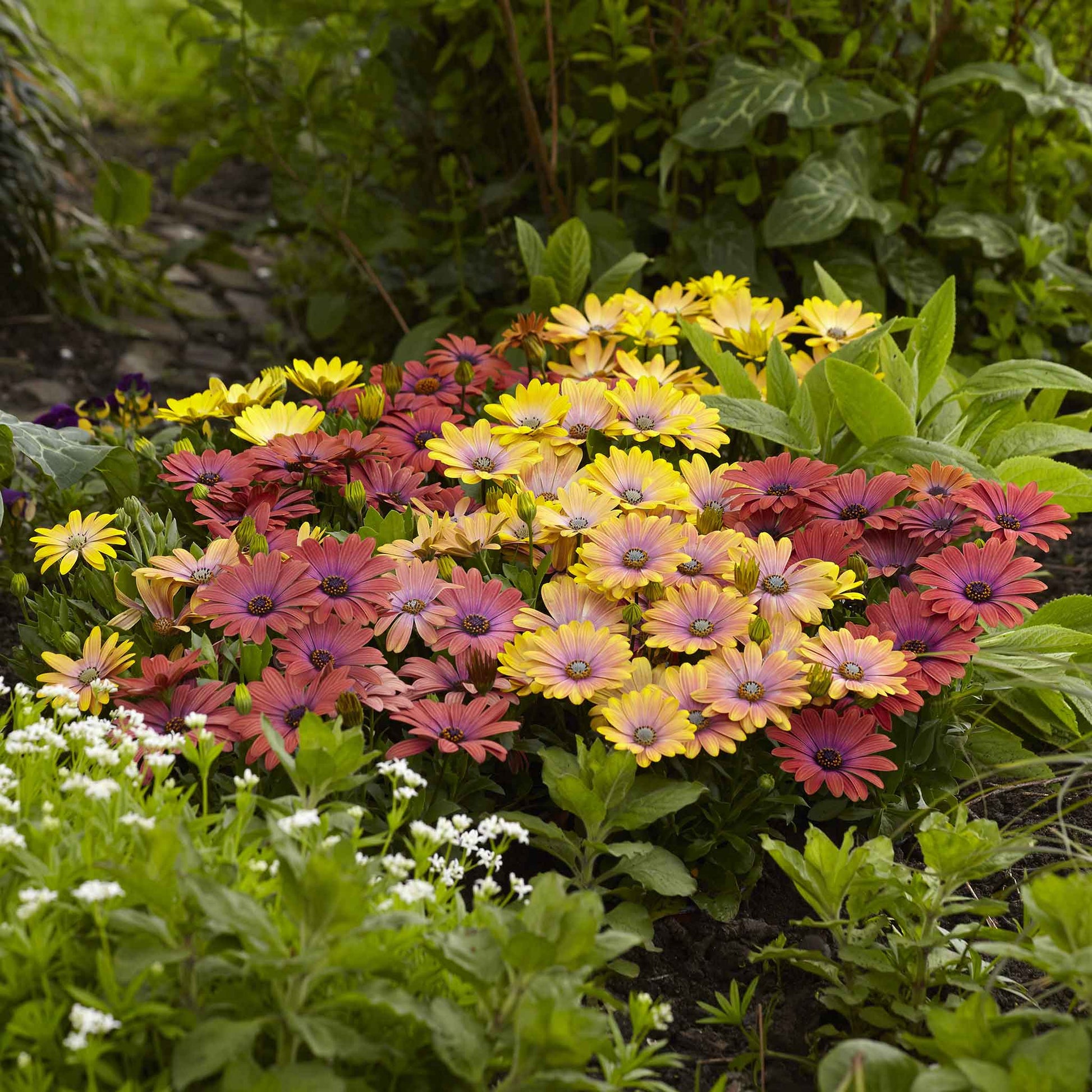 hawaii wildflower seeds Bulk Cape Daisy Seeds - Akila Hawaii Sunset Mix