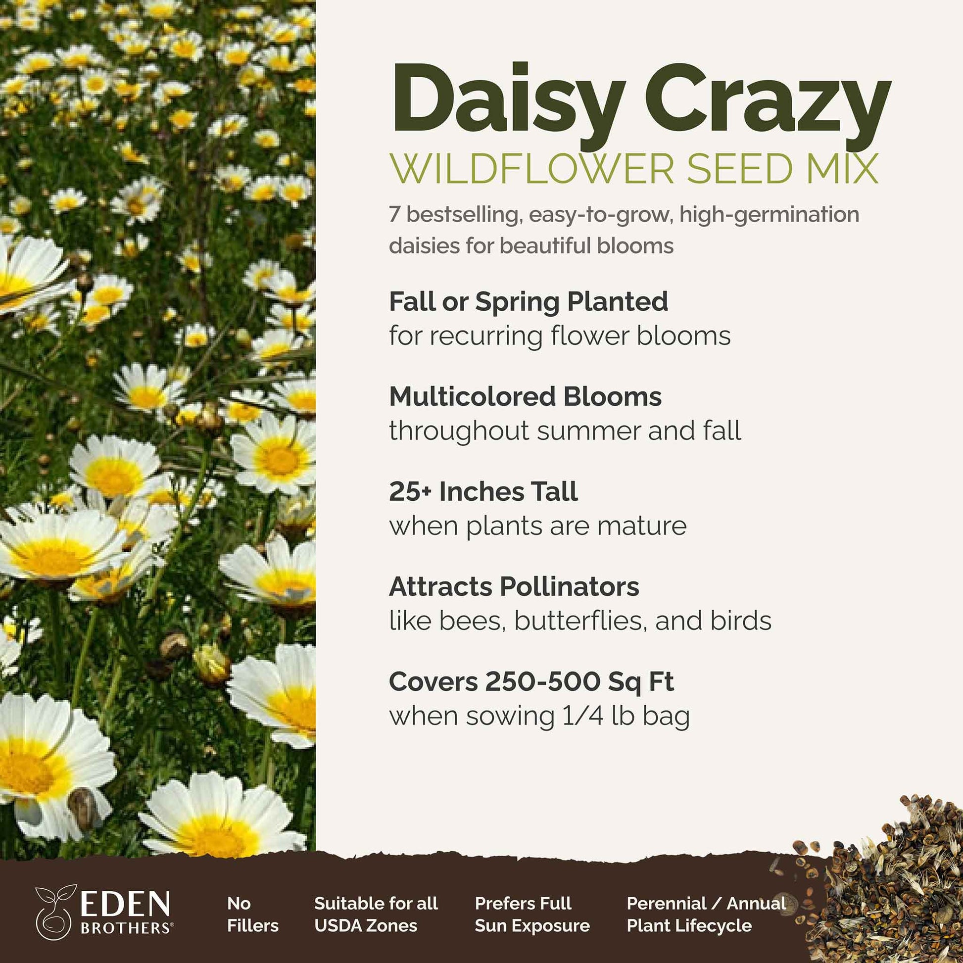 crazy daisy flower seeds Bulk Daisy Crazy