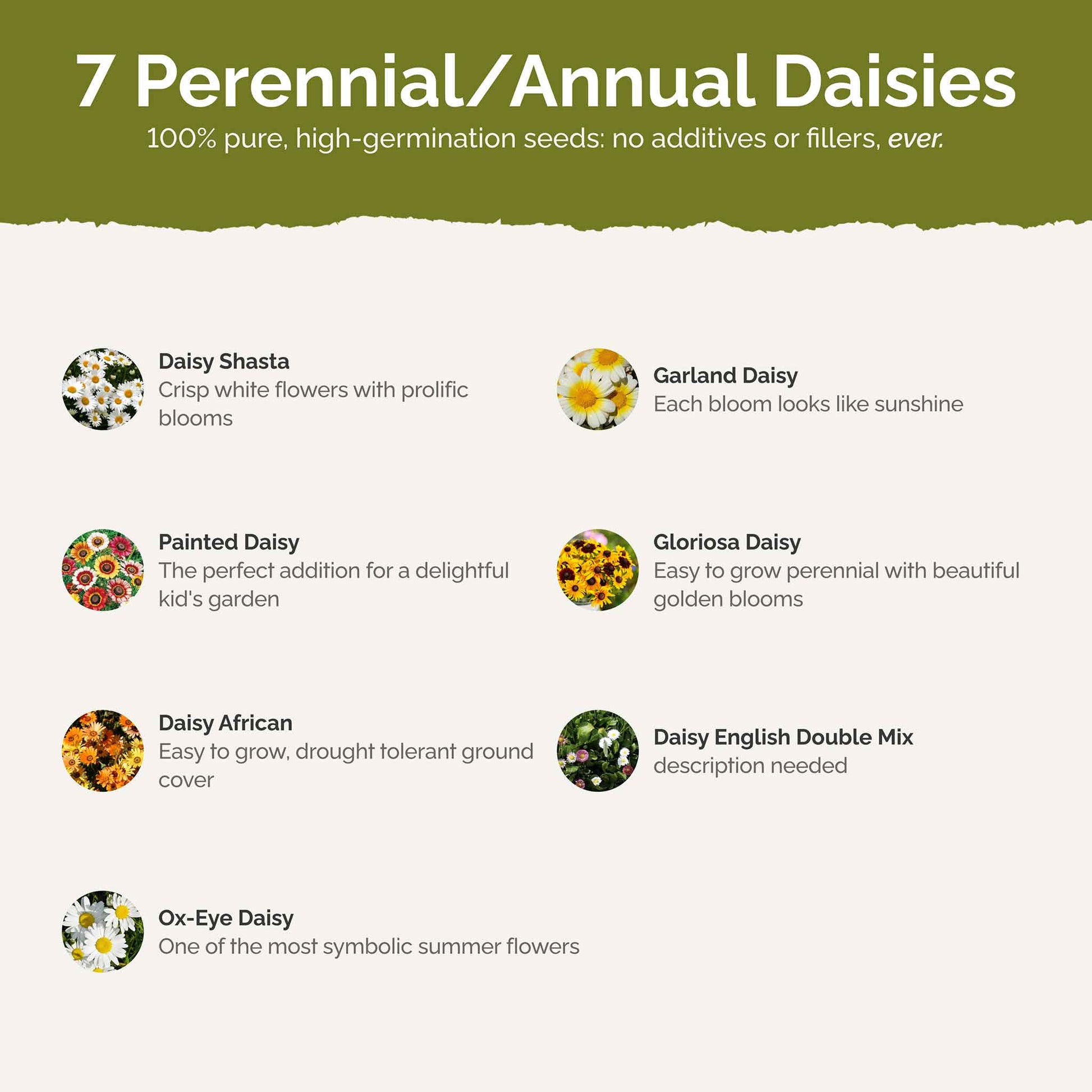 daisy flower seeds online Bulk Daisy Crazy