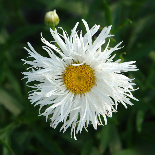 Daisy Daisy Seeds - Crazy Daisy | Bulk Flower Seeds | Bulk Wildflowers