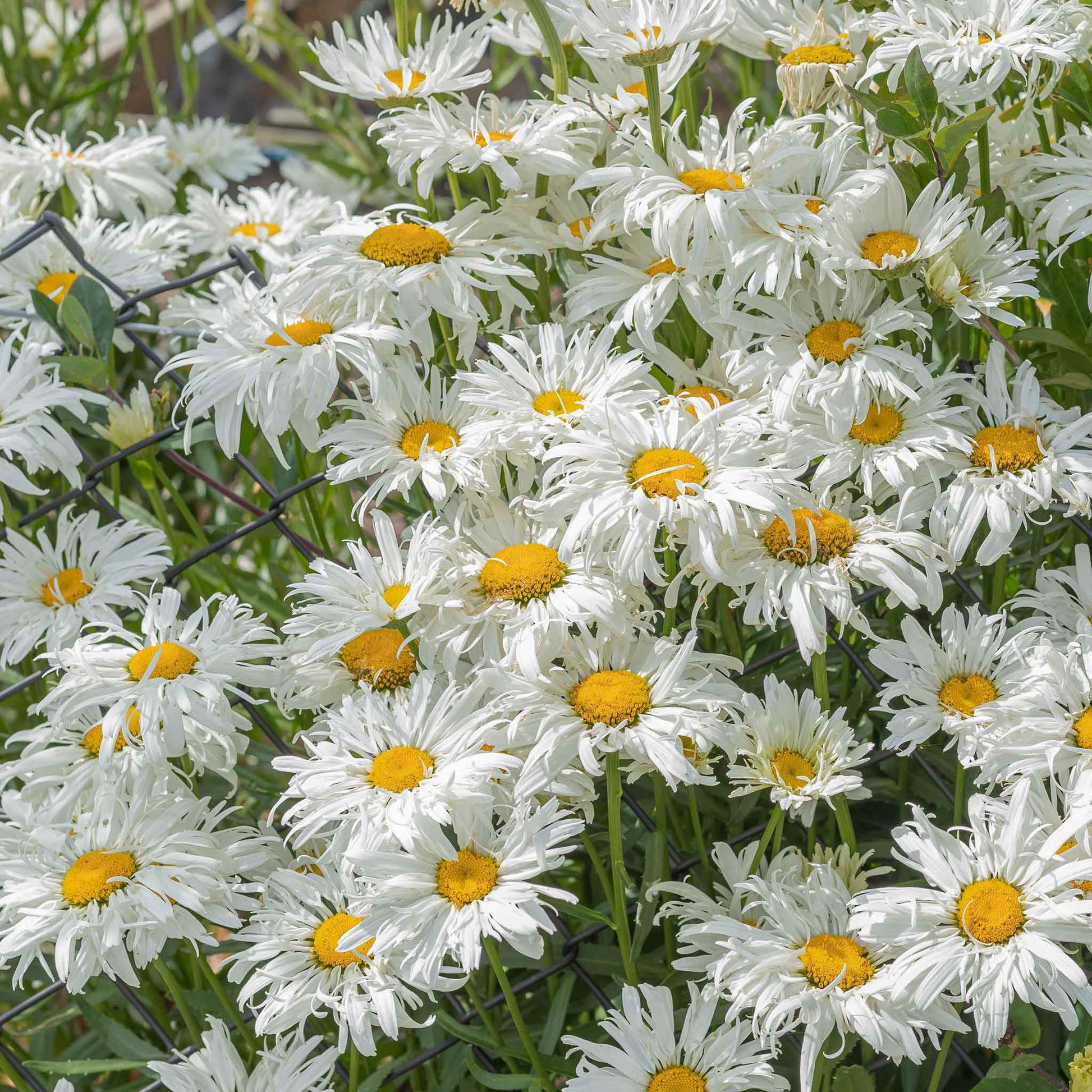 crazy daisy flower seeds Daisy Seeds - Crazy Daisy | Bulk Flower Seeds