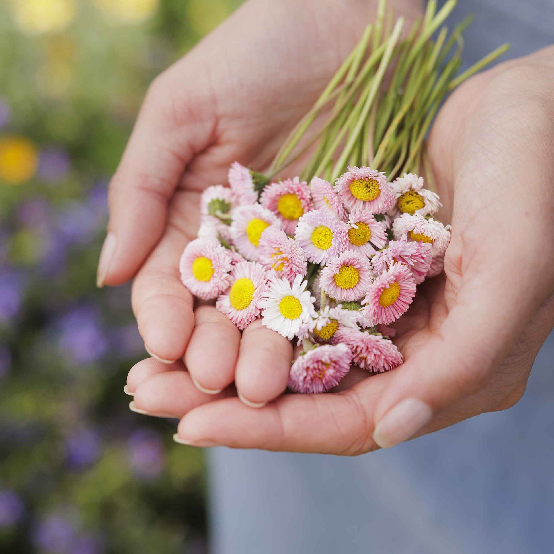 small flower seeds Bulk English Daisy Seeds - Pomponette Mix