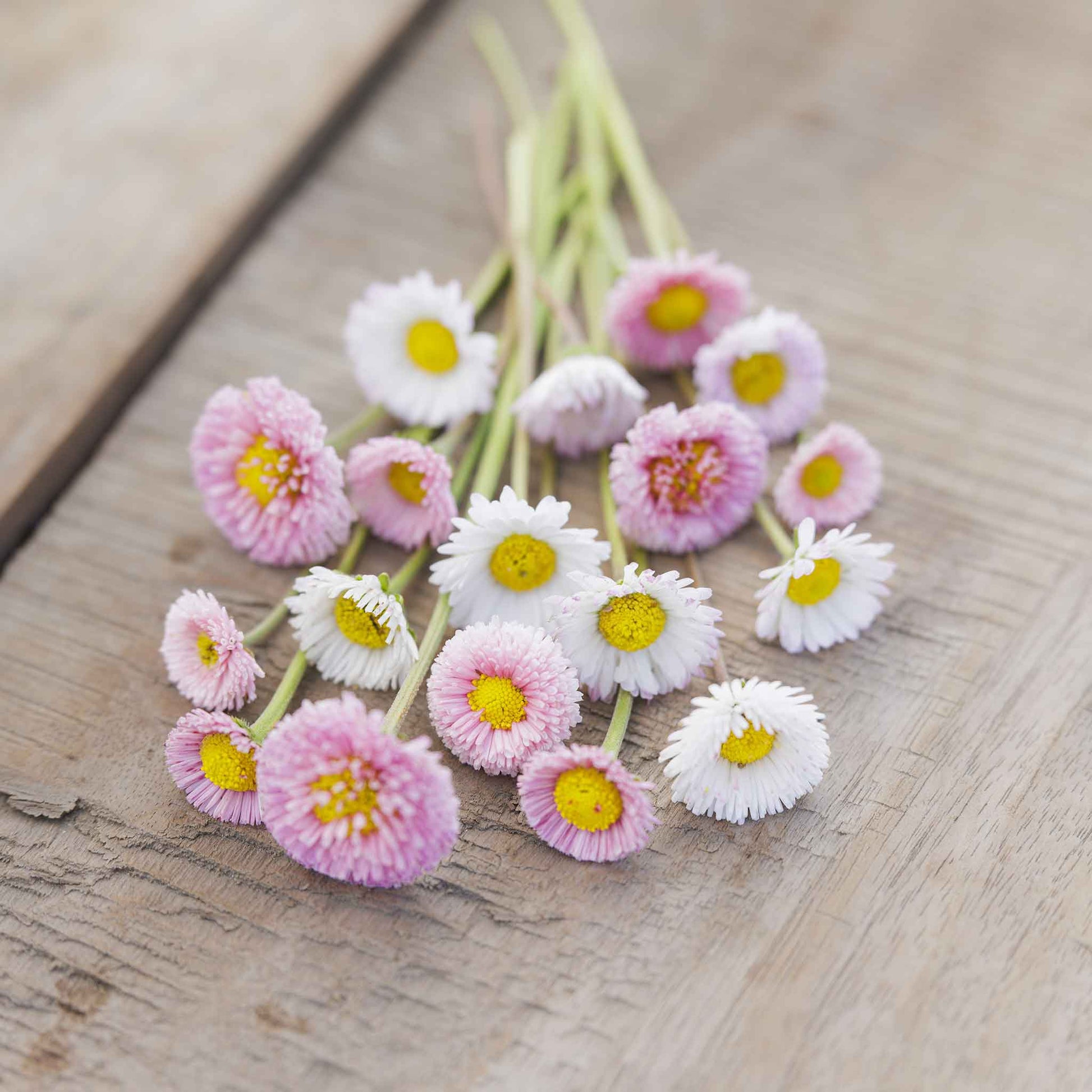 blue daisy flower seeds Bulk English Daisy Seeds - Pomponette Mix