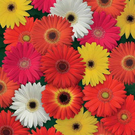 Pattern of colorful gerbera daisies colorbloom mix on a green background