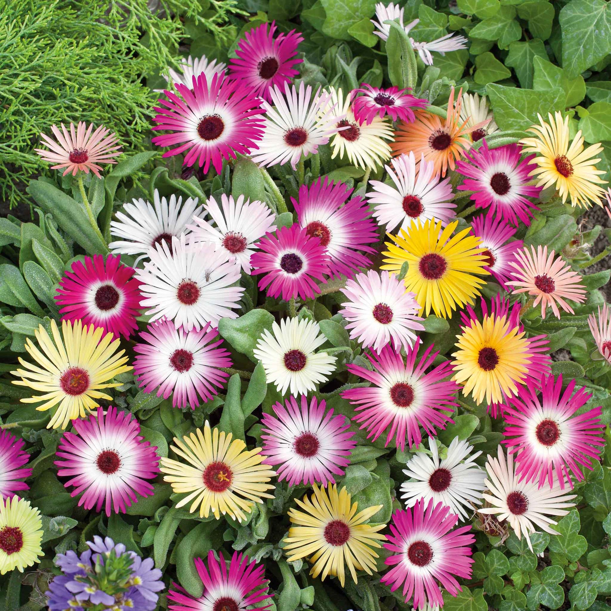 livingstone daisy succulent Bulk Daisy Seeds (Ice Plant)