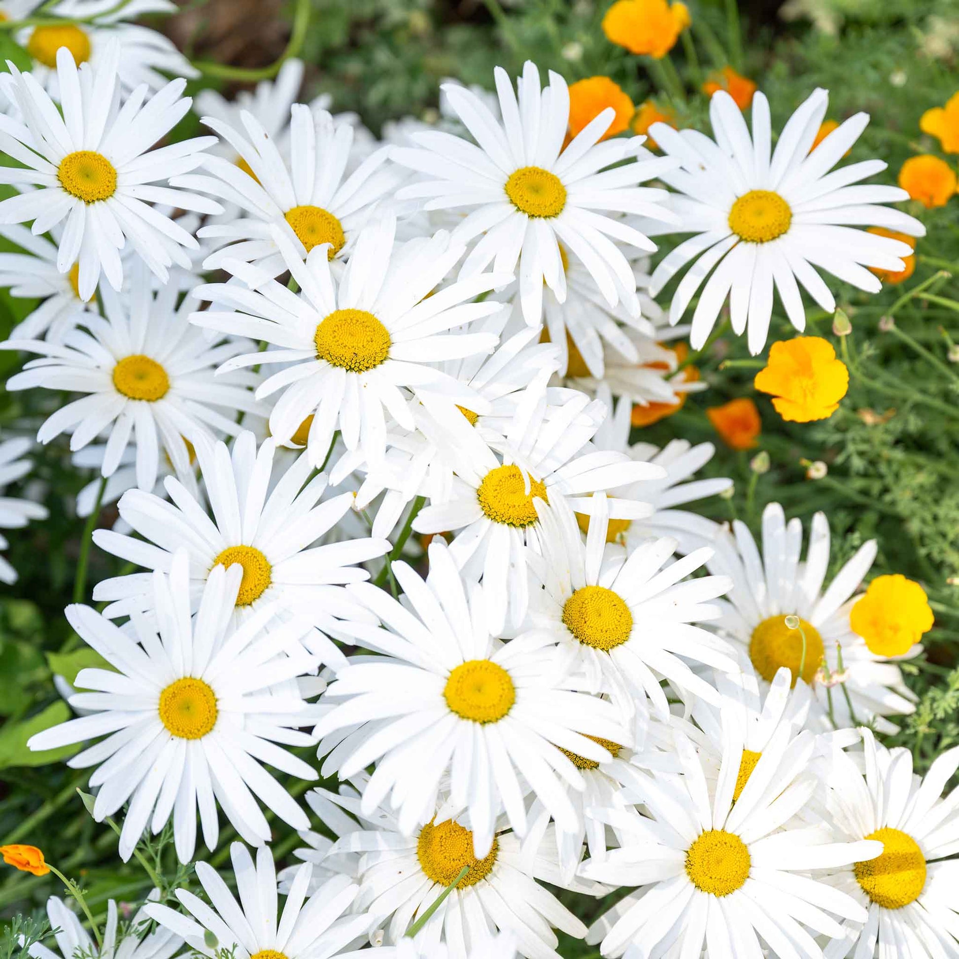 family dollar flower seeds Bulk Daisy Seeds