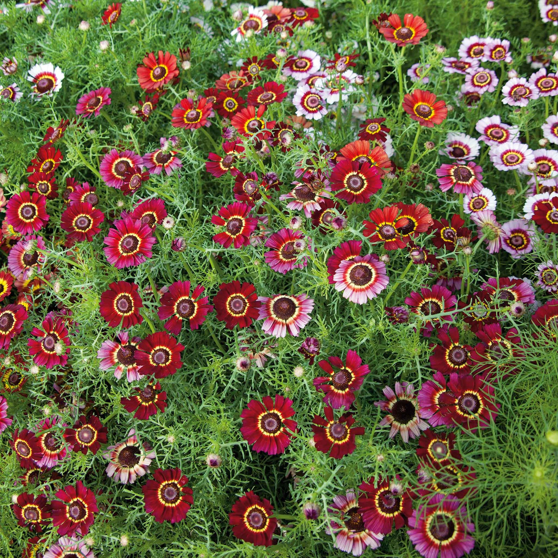 planting painted daisy seeds Bulk Daisy Seeds (Painted)