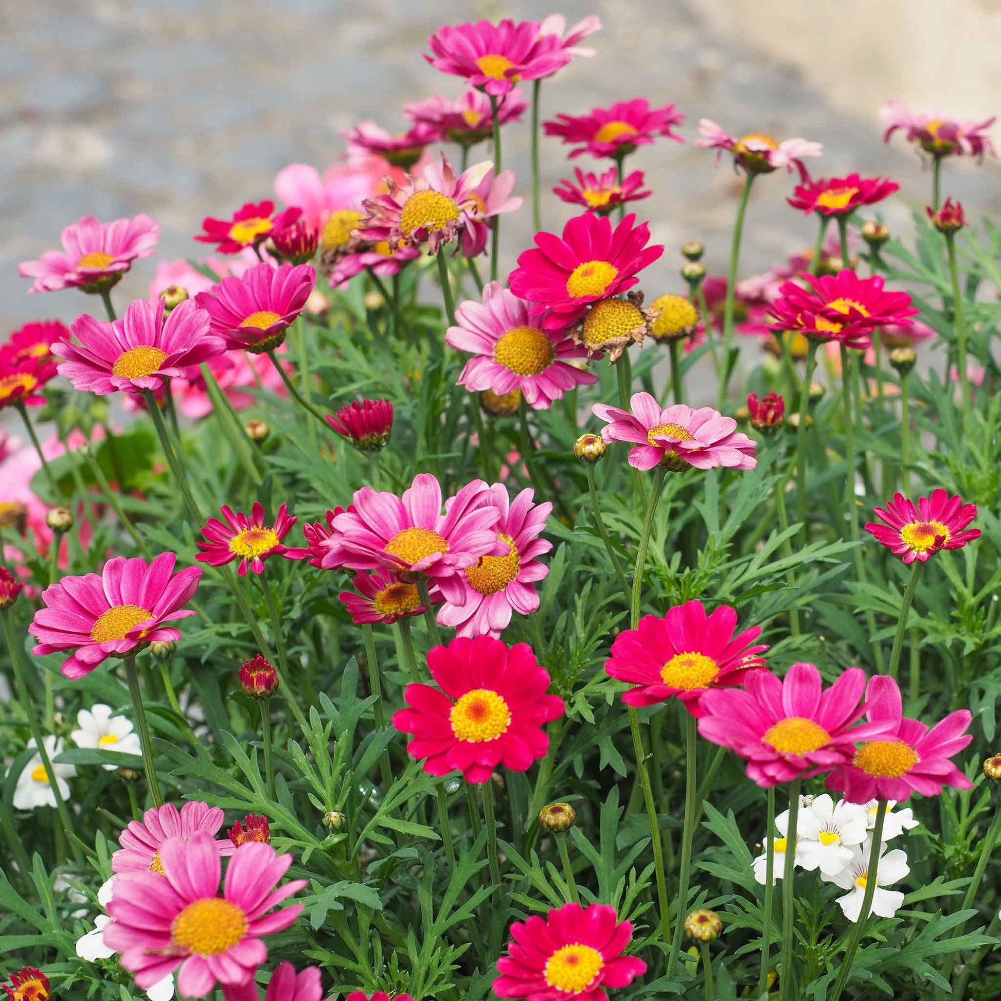 planting painted daisy seeds Bulk Daisy Seeds (Painted)