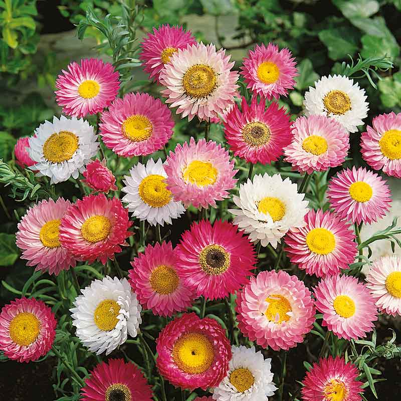 planting paper daisy seeds Bulk Daisy Seeds - Giant Flowered Mix