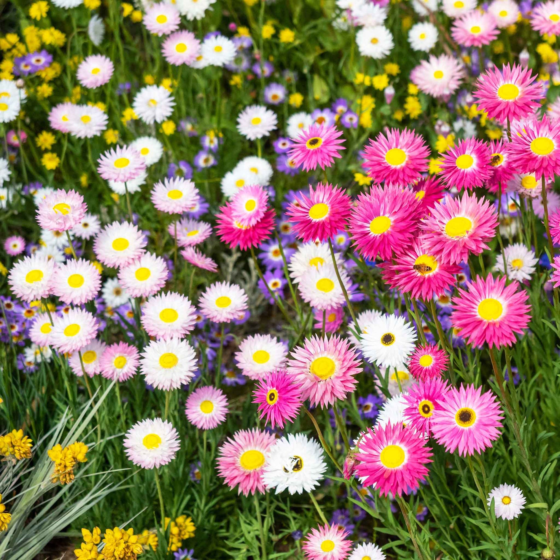 garden daisy seeds Bulk Daisy Seeds - Giant Flowered Mix