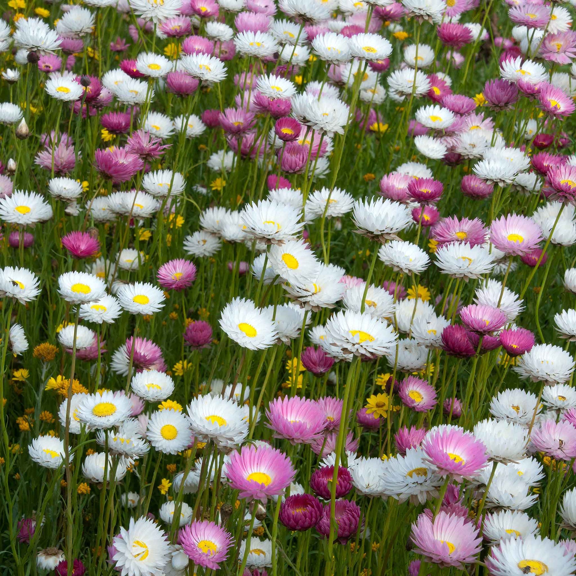 planting paper daisy seeds Bulk Daisy Seeds - Giant Flowered Mix