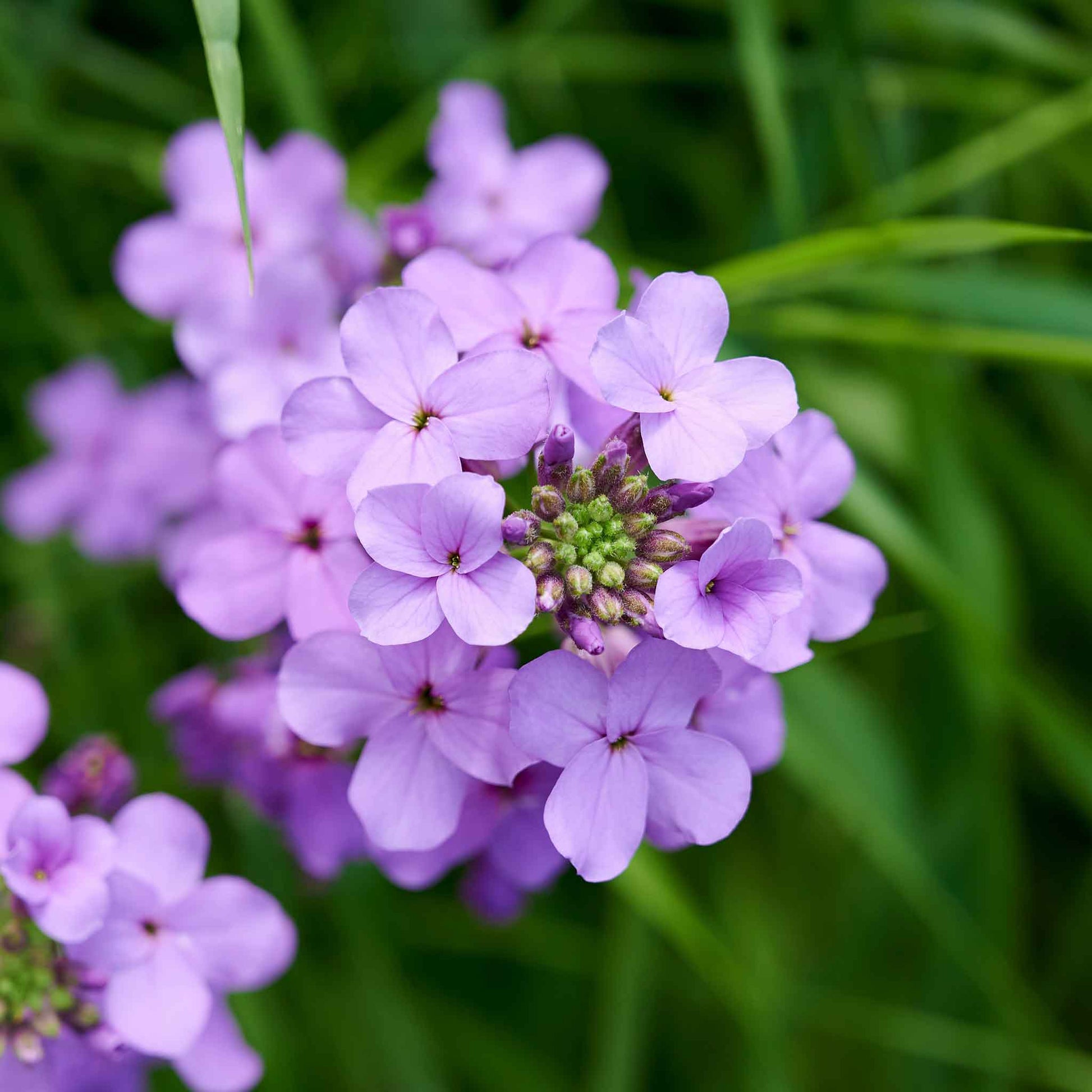 rocket flower seeds Bulk Dames Rocket Seeds