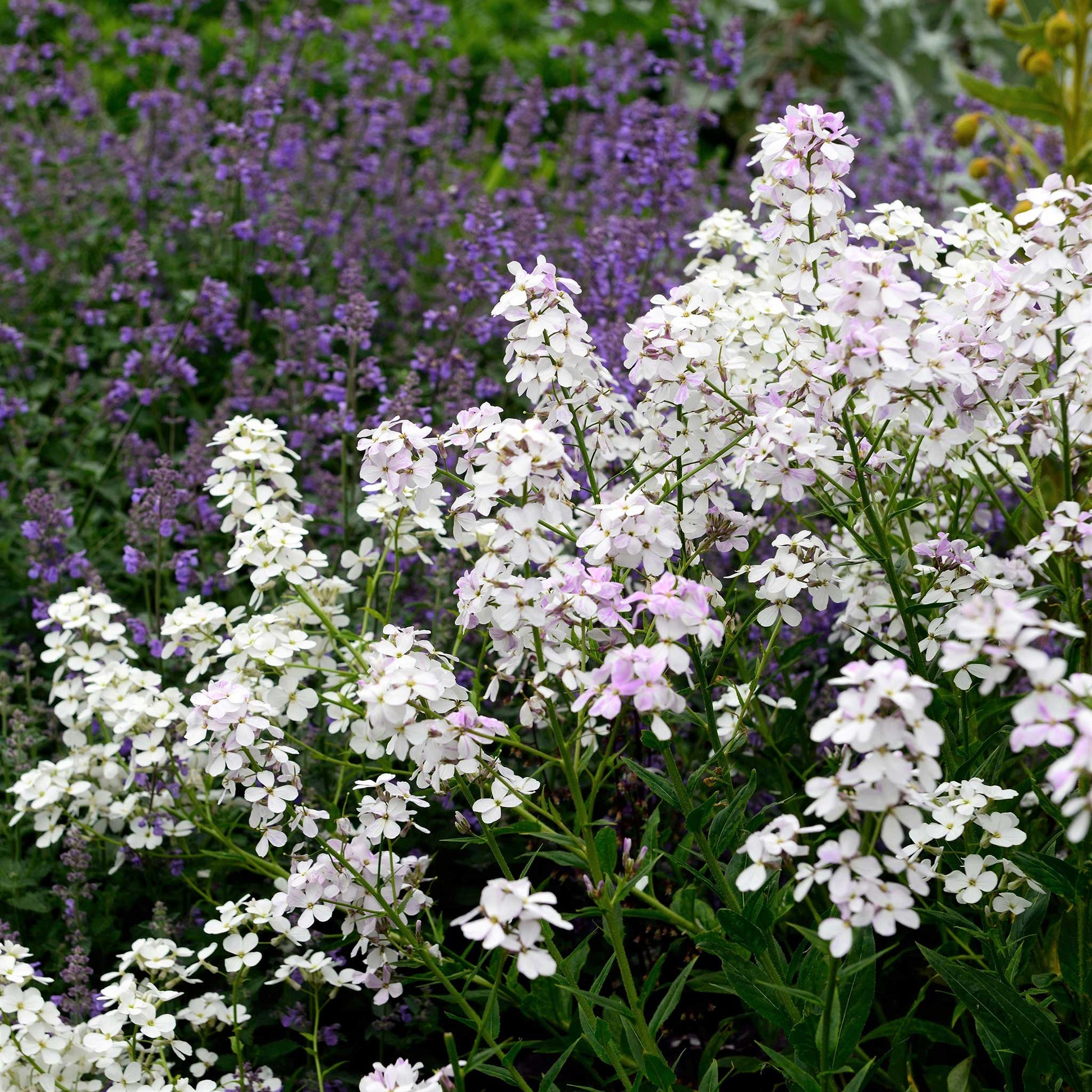 flower rocket seeds Bulk Dames Rocket Seeds