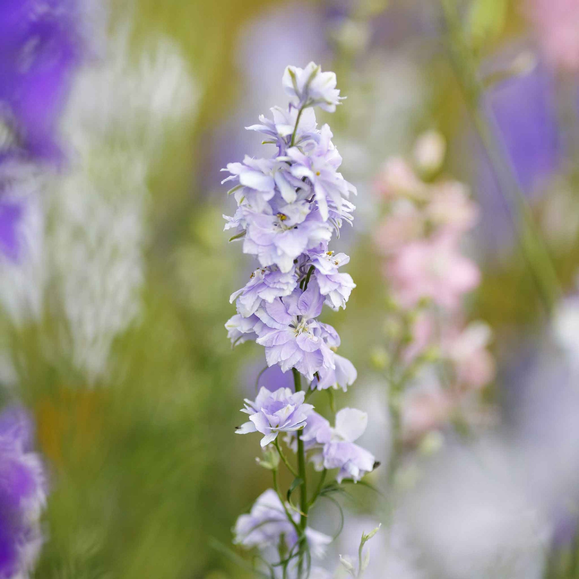 plant delphinium seeds in fall Bulk Delphinium Seeds - Blue Bell