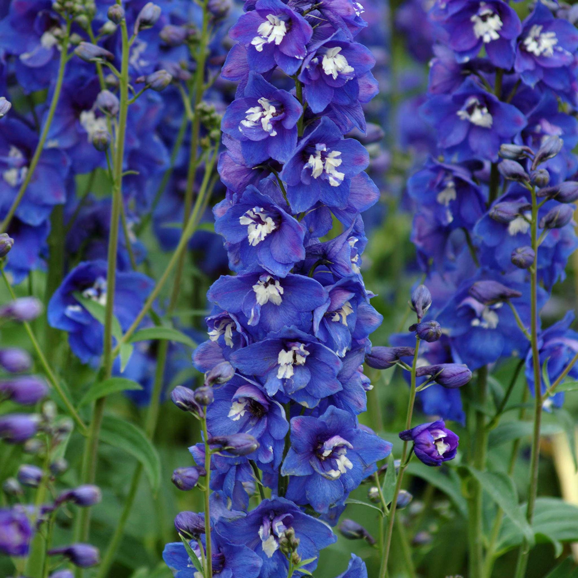 plant delphinium seeds Bulk Delphinium Seeds