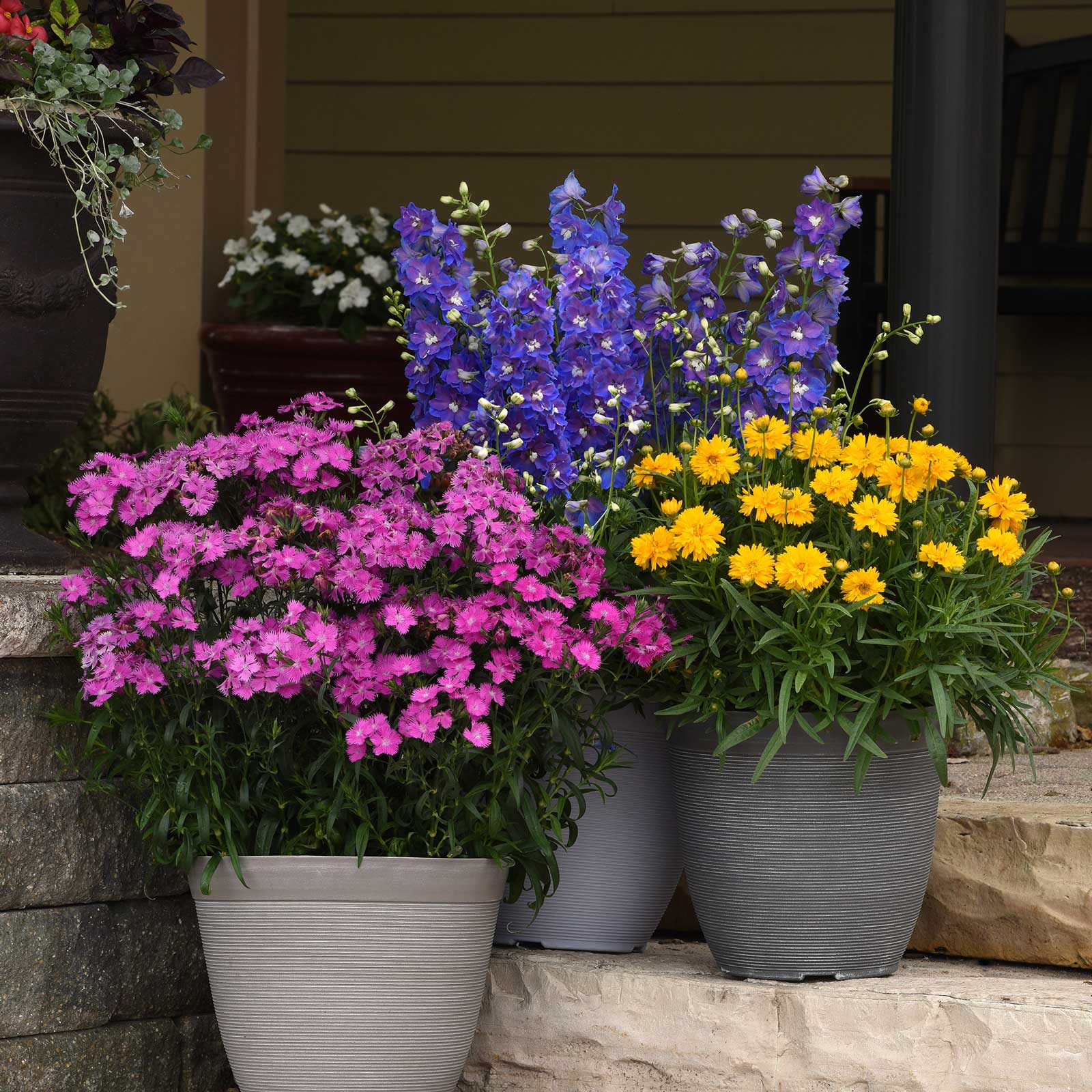planting delphinium from seed Bulk Delphinium Seeds - Dasante Blue