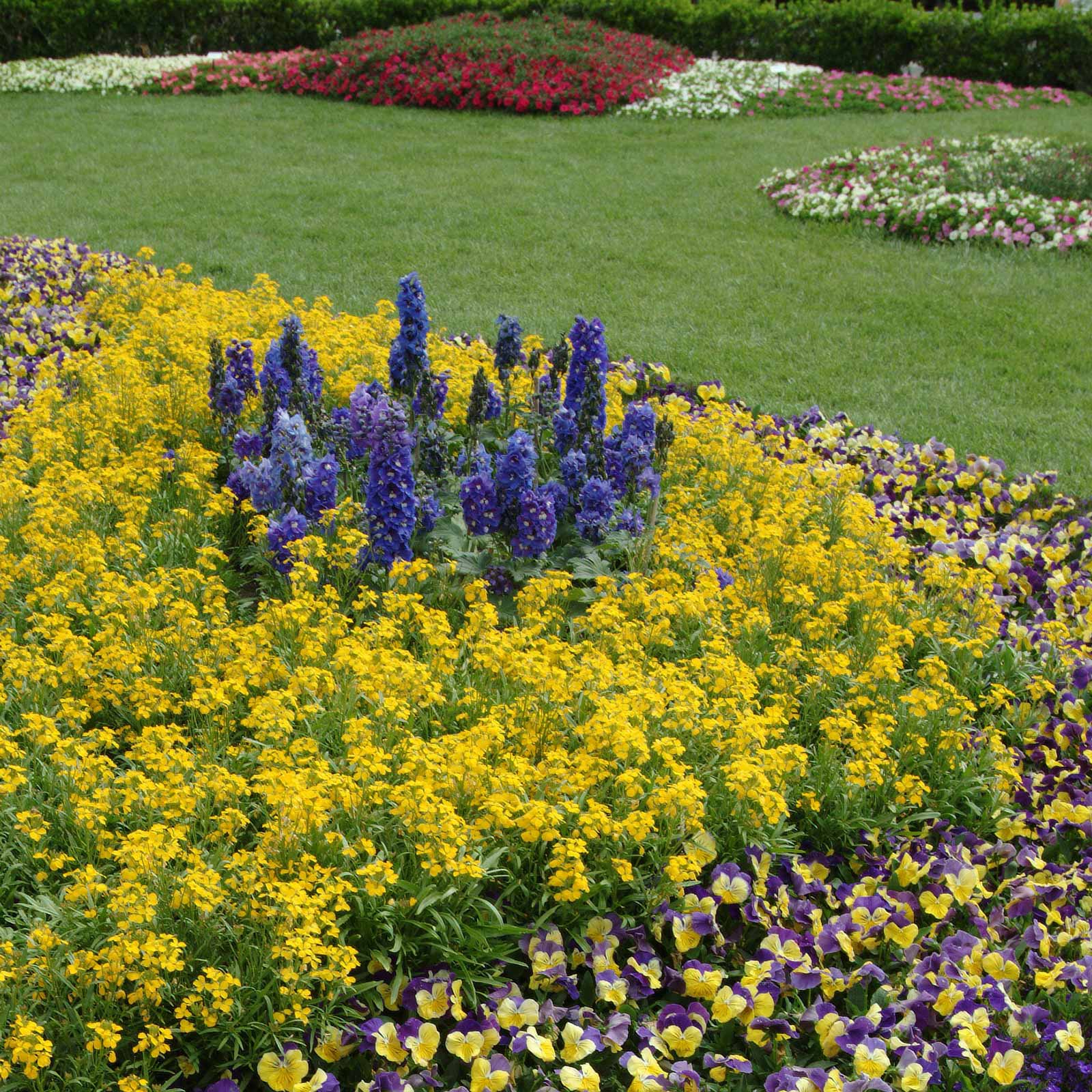 plant delphinium seeds Bulk Delphinium Seeds