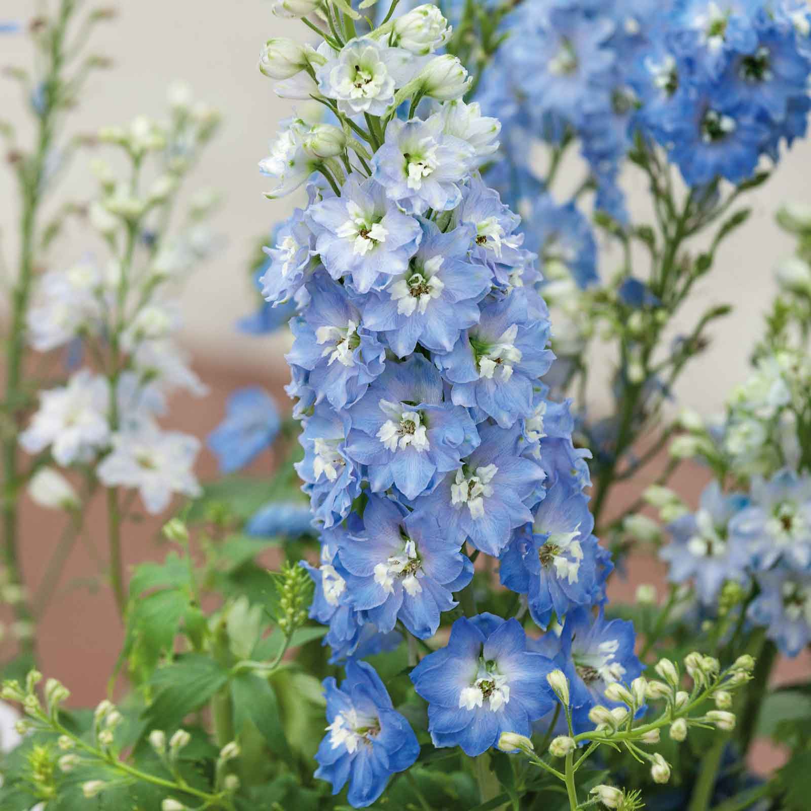 delphinium flower seeds Bulk Delphinium Seeds - Magic Fountains Light Blue White Bee | Flower Seeds in Packets & Bulk