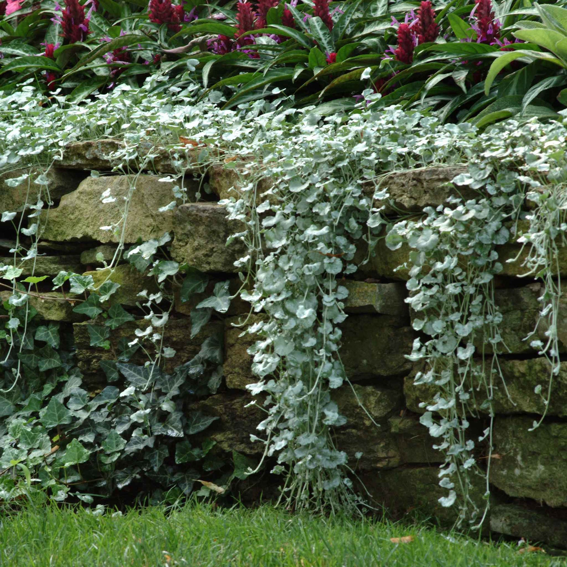 silver falls plant seeds Bulk Dichondra Seeds - Silver Falls