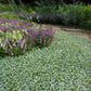 dichondra silver falls