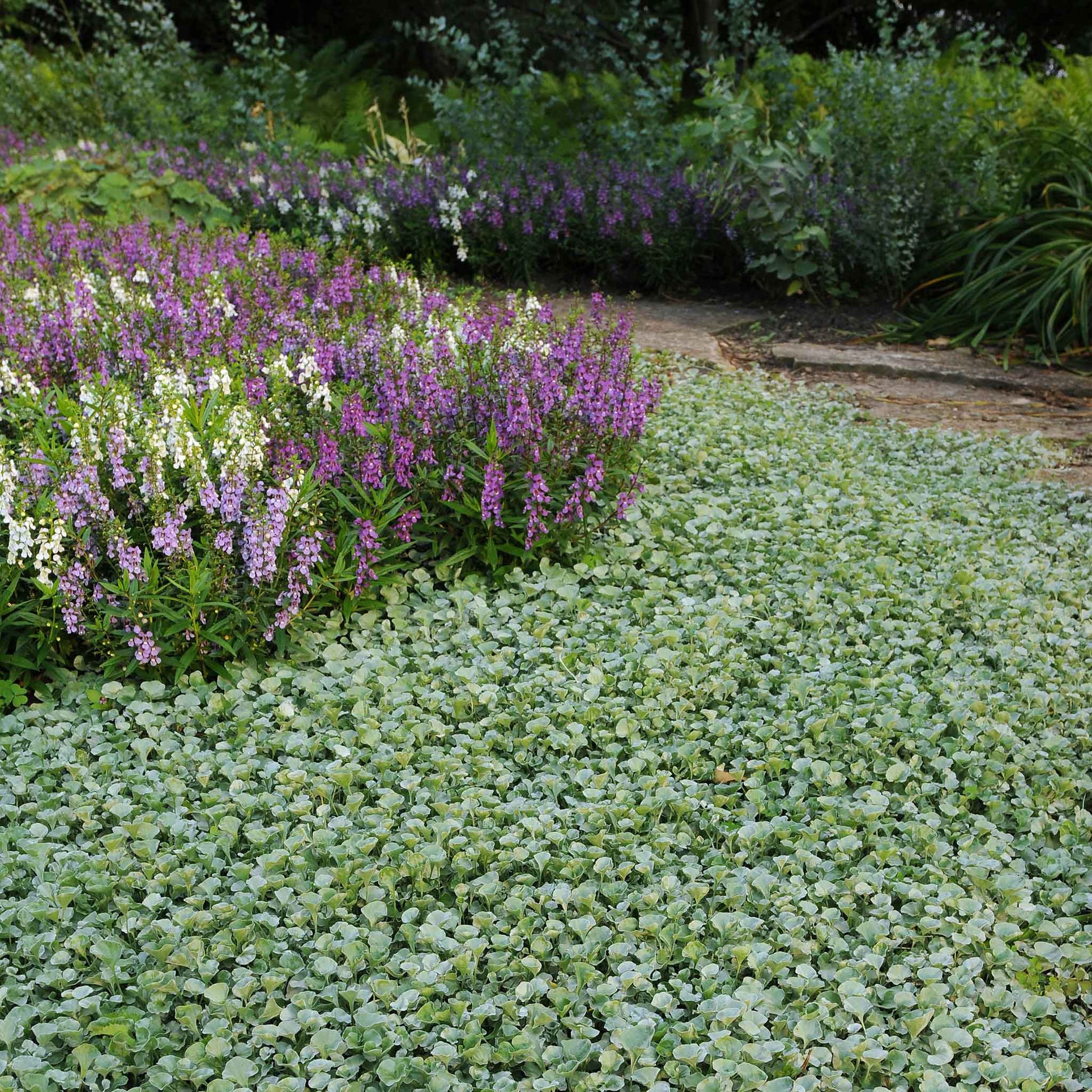 silver falls plant seeds Bulk Dichondra Seeds