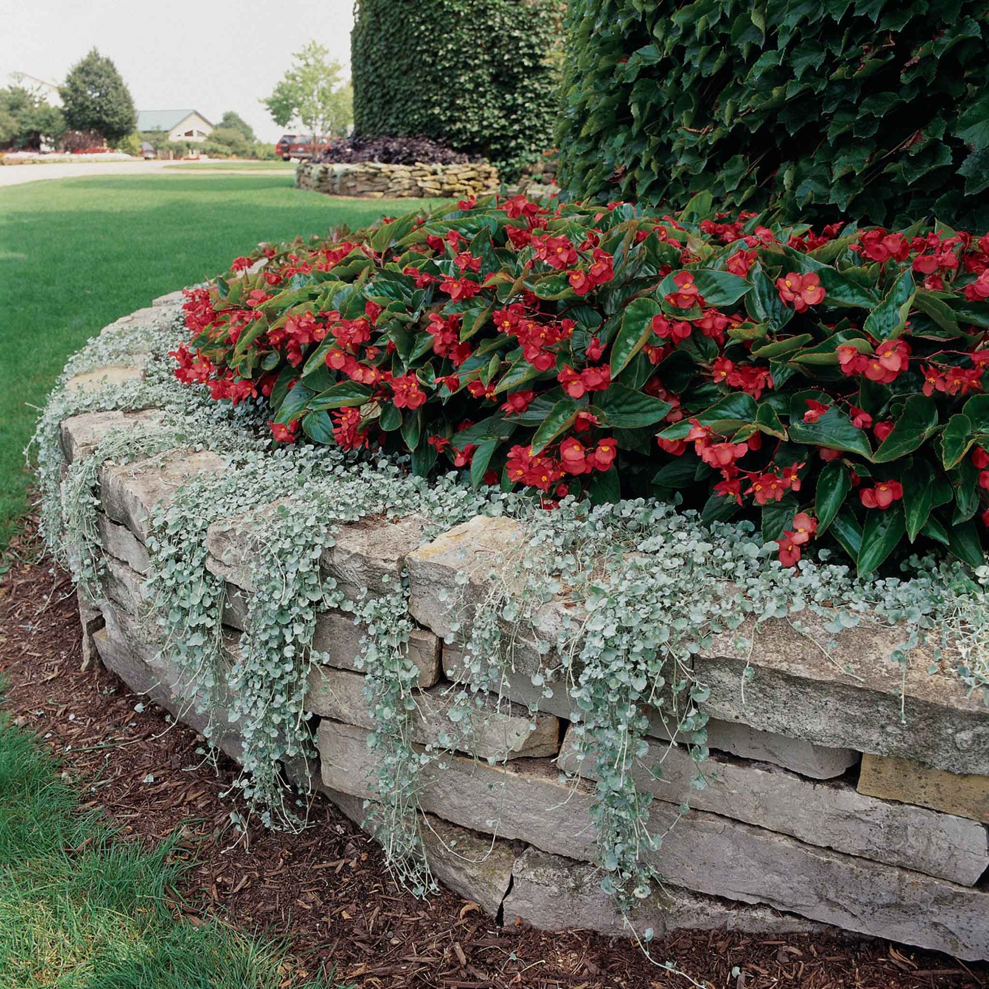 silver falls plant seeds Bulk Dichondra Seeds