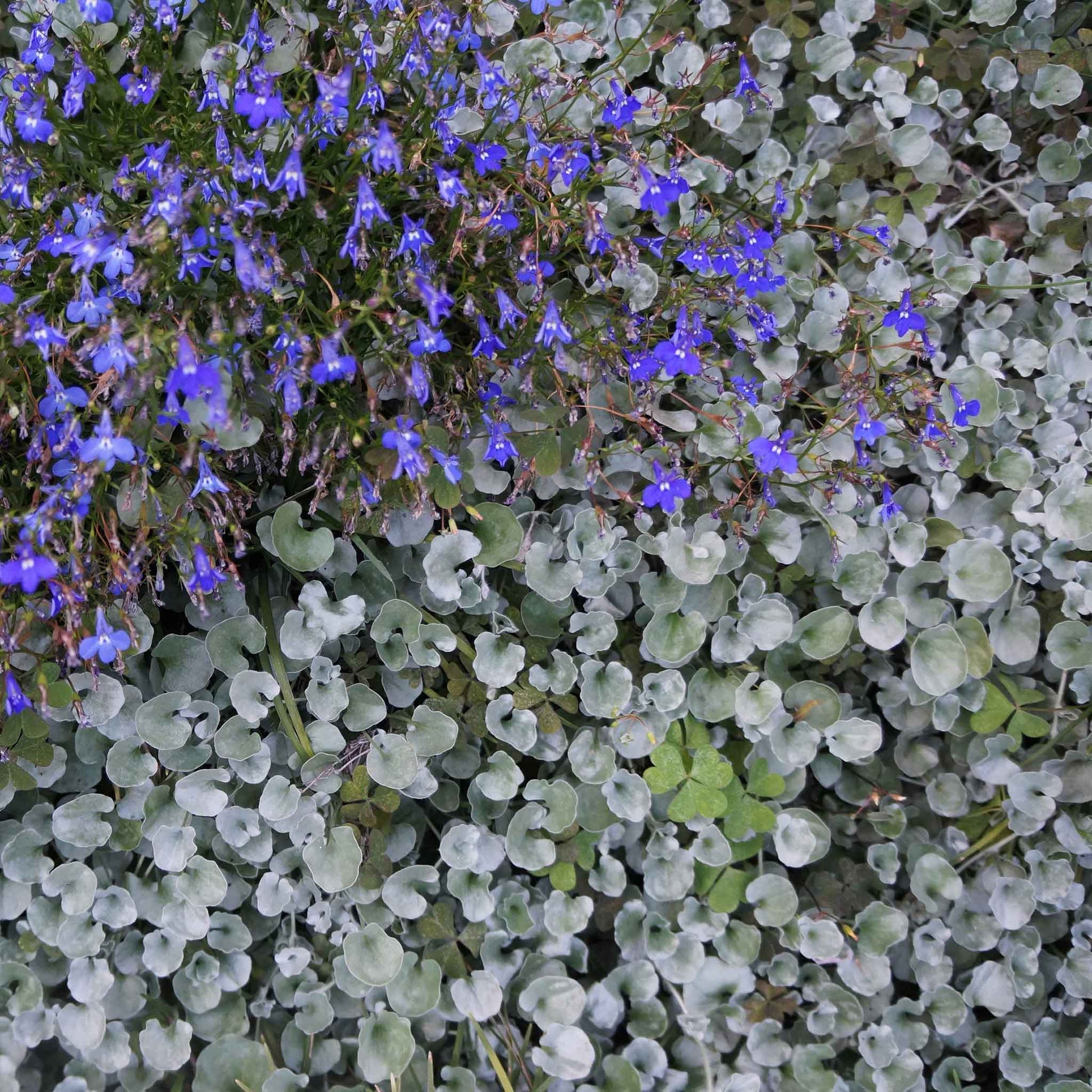 silver falls plant seeds Bulk Dichondra Seeds