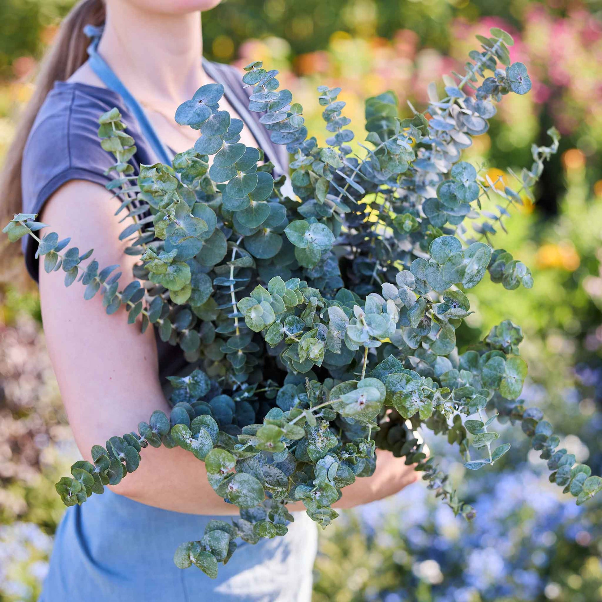 eucalyptus plant seeds for sale Bulk Eucalyptus Seeds - Baby Blue Bouquet