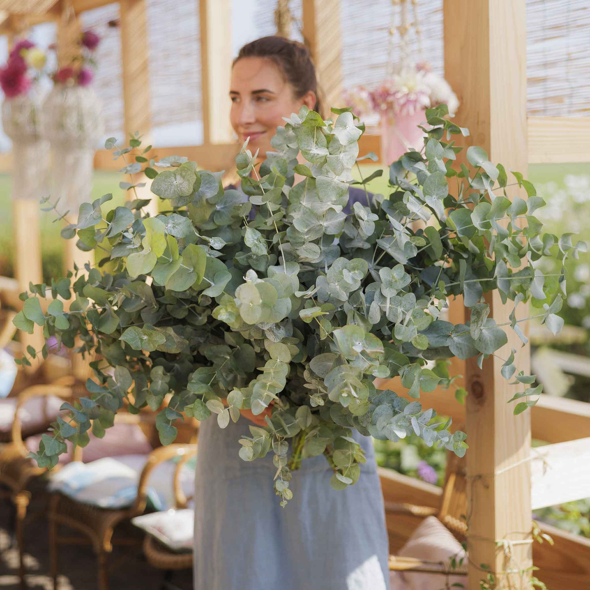 eucalyptus plant seeds for sale Eucalyptus Seeds - Silver Dollar | Bulk Flower Seeds
