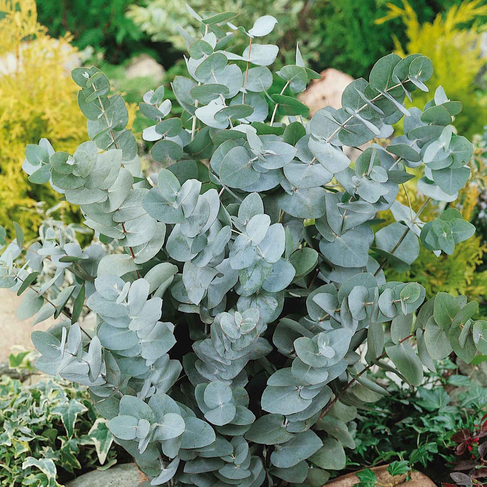 eucalyptus seeds for planting Eucalyptus Seeds - Silver Dollar | Bulk Flower Seeds