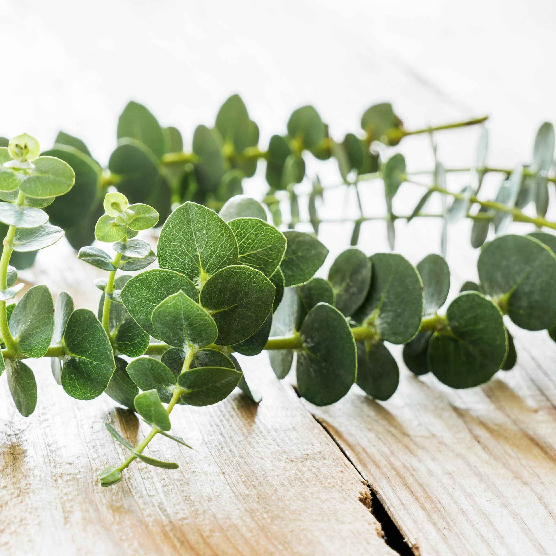 eucalyptus plant seeds for sale Eucalyptus Seeds - Silver Dollar | Bulk Flower Seeds