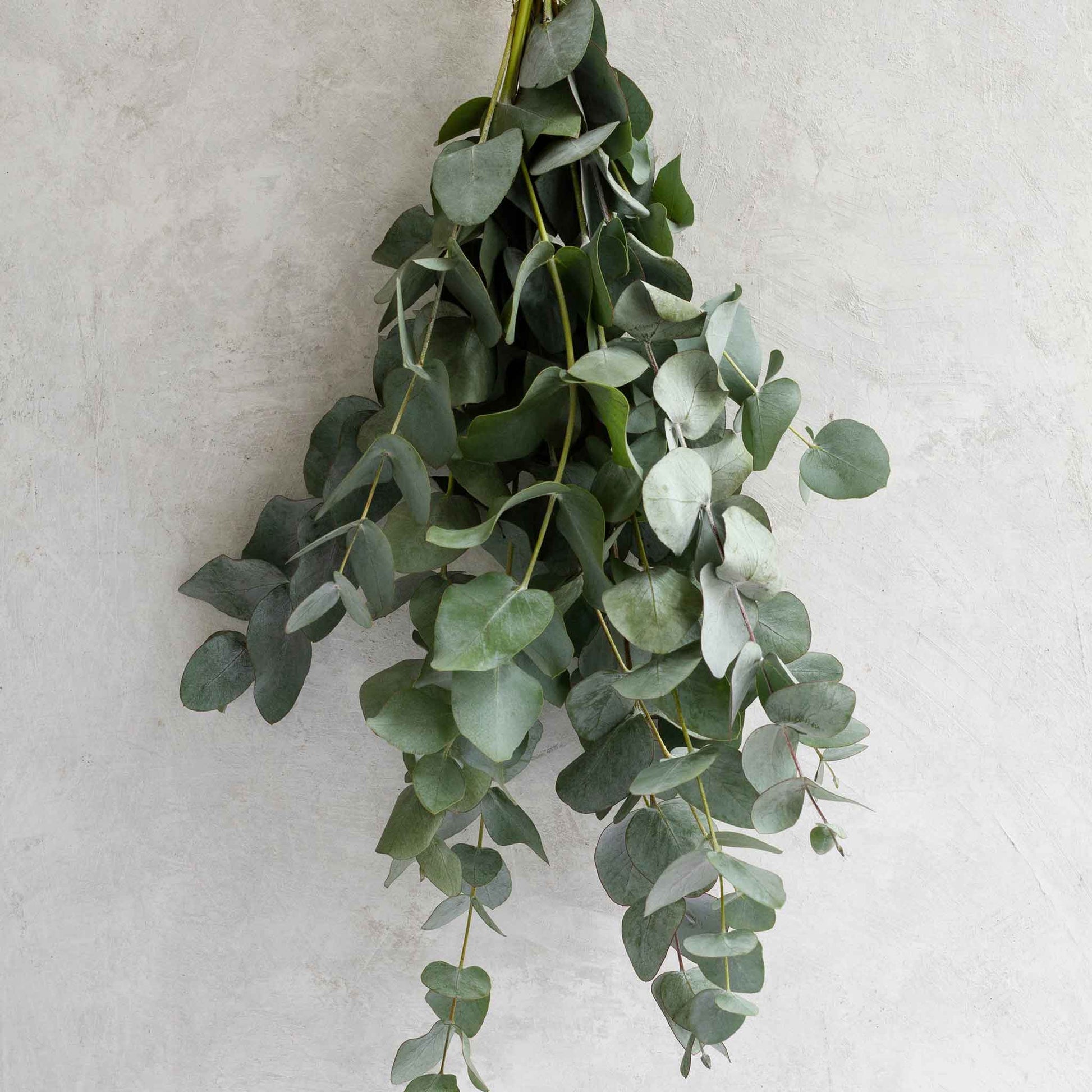 eucalyptus plant seeds for sale Eucalyptus Seeds - Silver Dollar | Bulk Flower Seeds