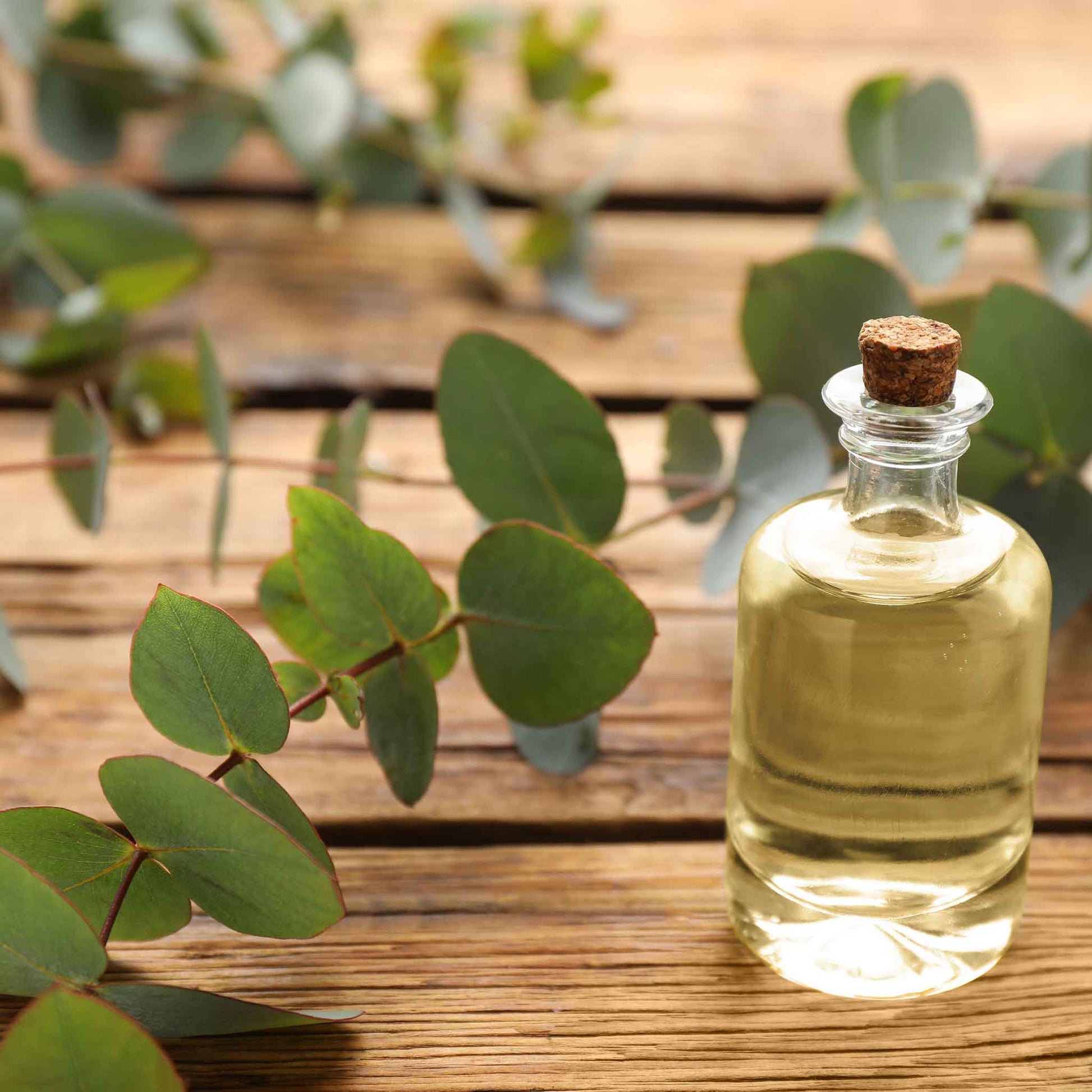 eucalyptus plant seeds for sale Eucalyptus Seeds - Silver Dollar | Bulk Flower Seeds