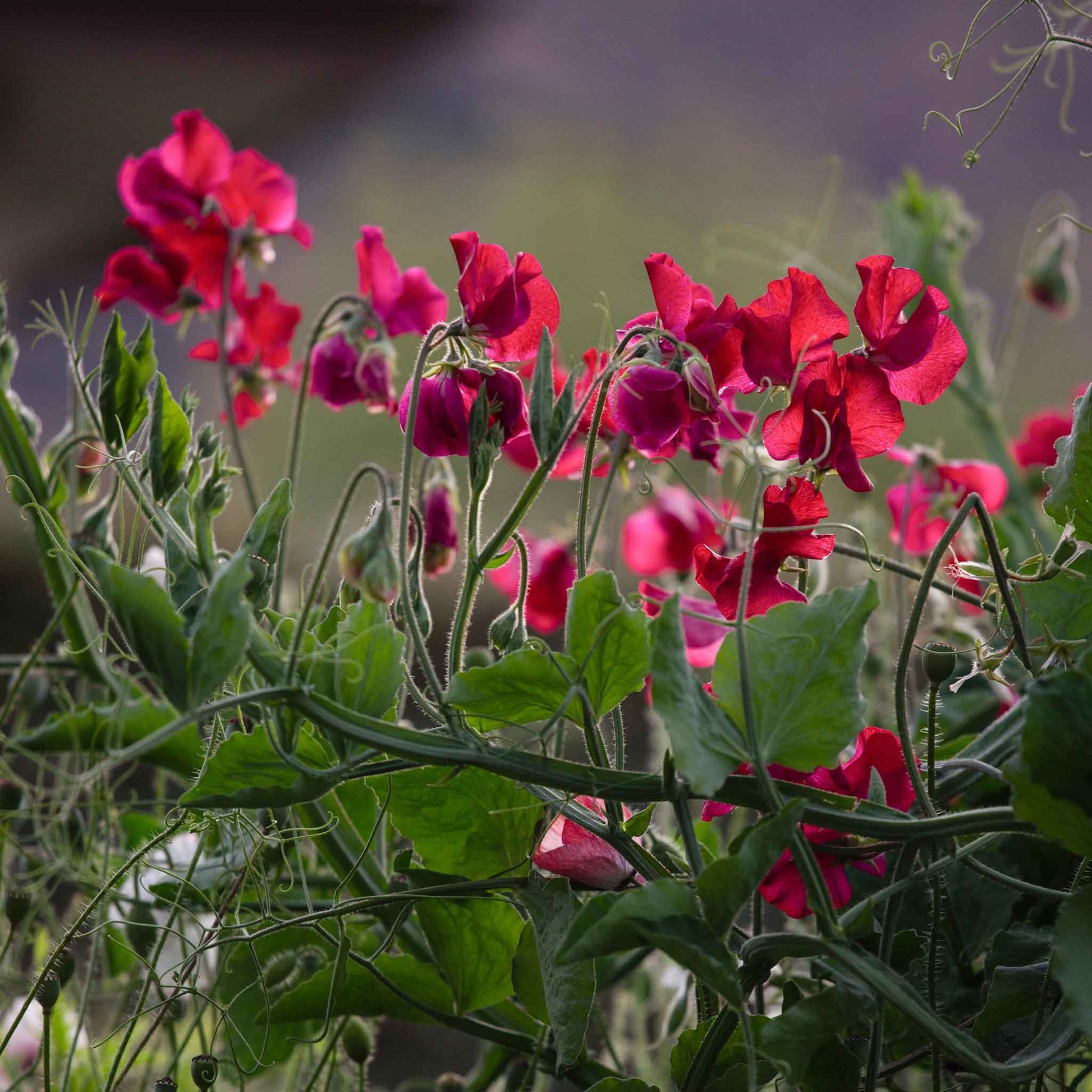 everlasting flower seeds for sale Bulk Everlasting Pea Seeds