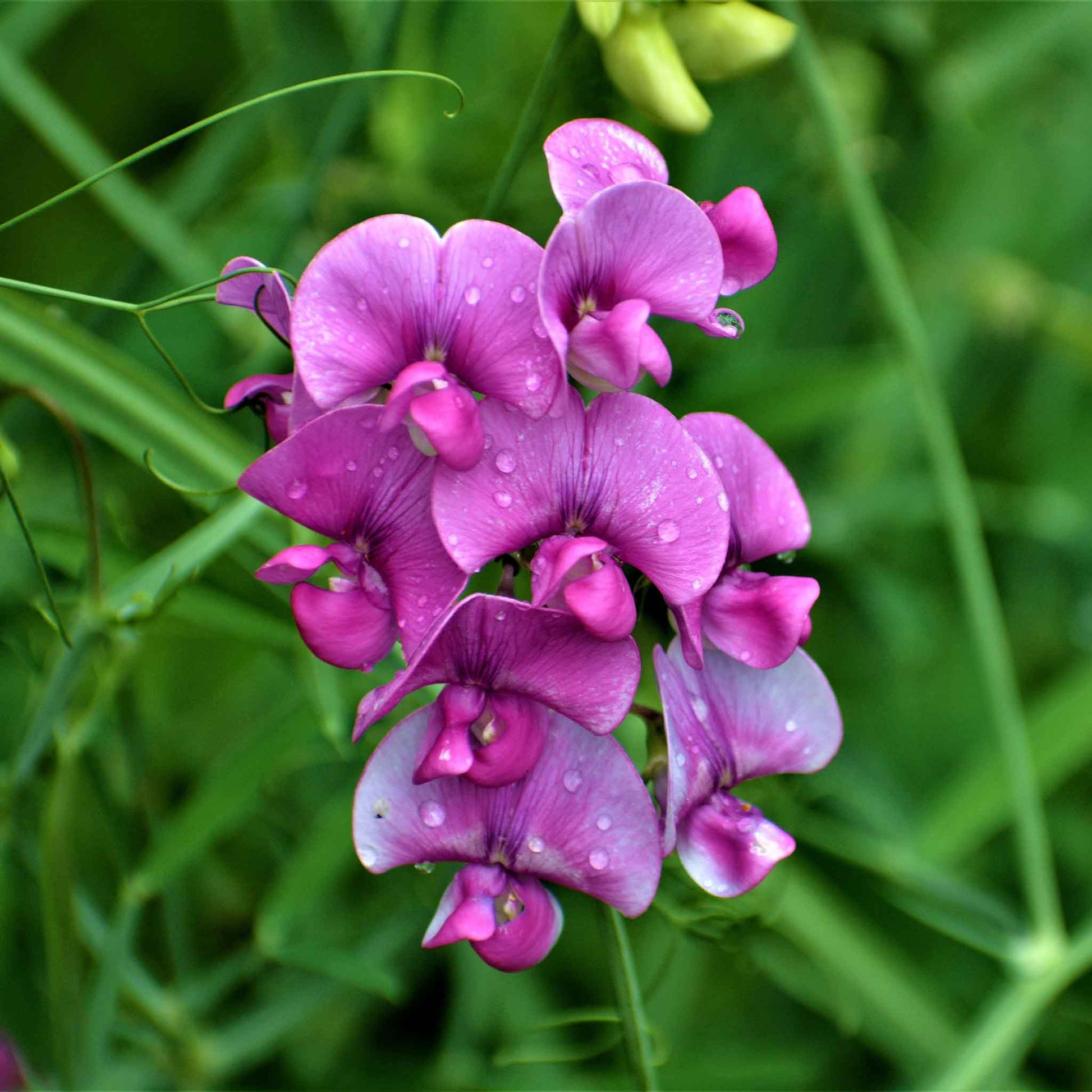 plant sweet pea seeds outdoors Bulk Everlasting Pea Seeds