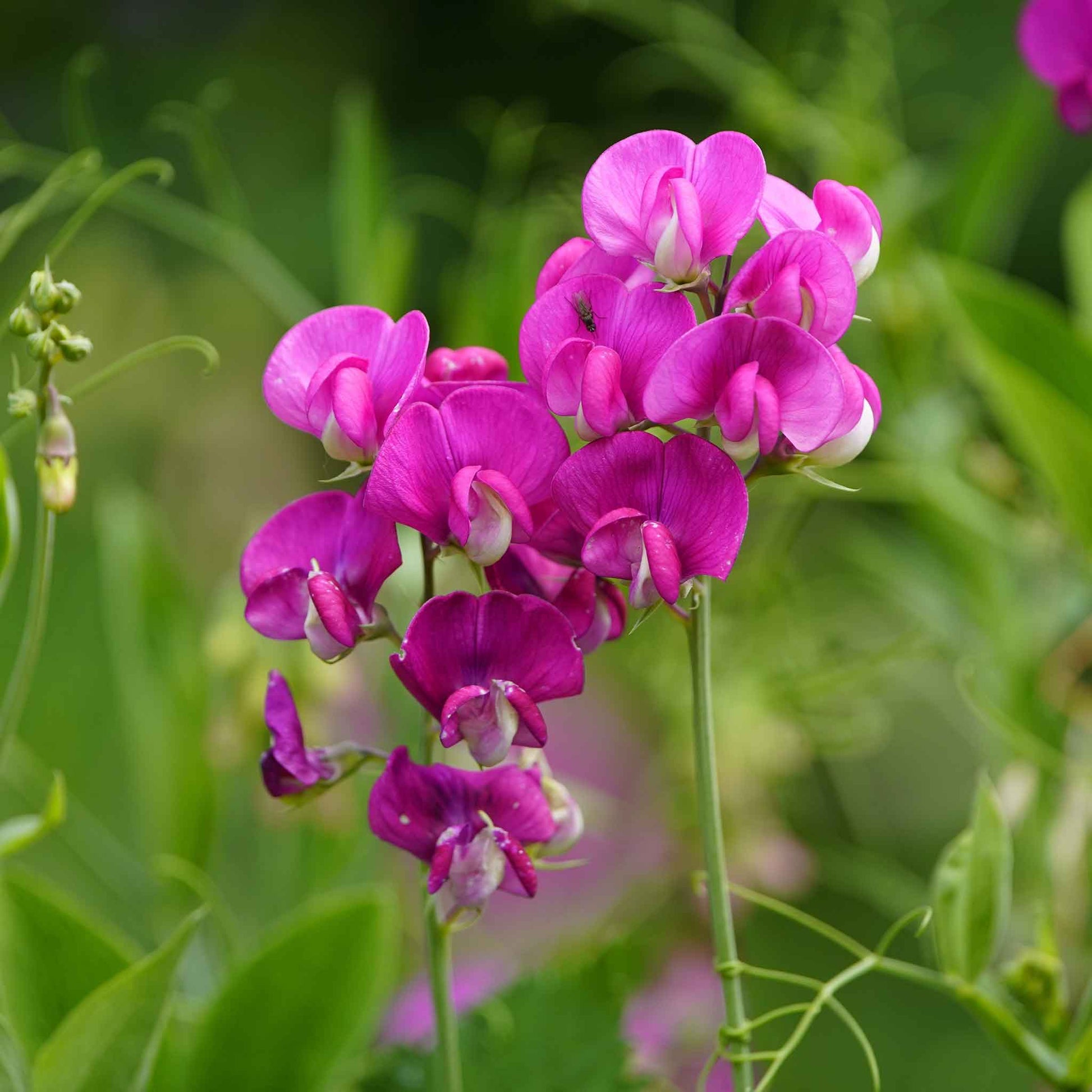 life everlasting plant seeds Bulk Everlasting Pea Seeds Packet