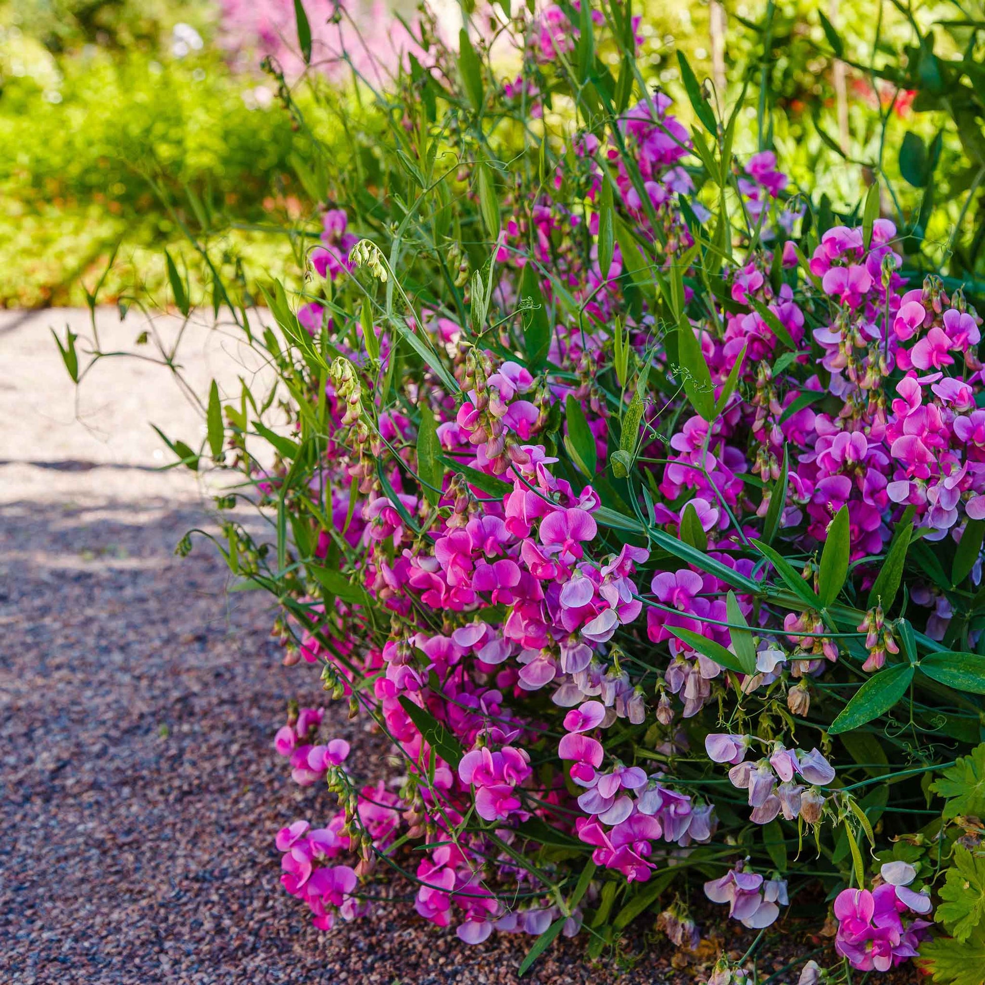 everlasting flower seeds for sale Bulk Everlasting Pea Seeds Packet