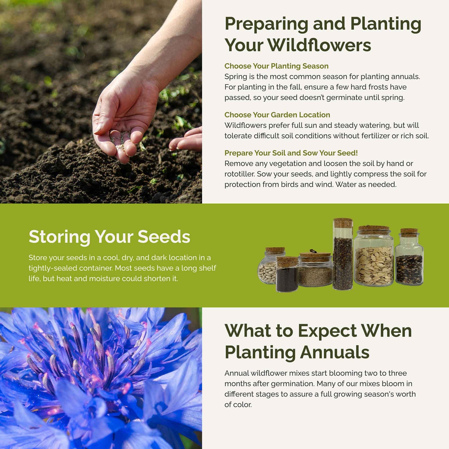 best time of day to plant flower seeds Bulk Field Day Flower Seed Mix