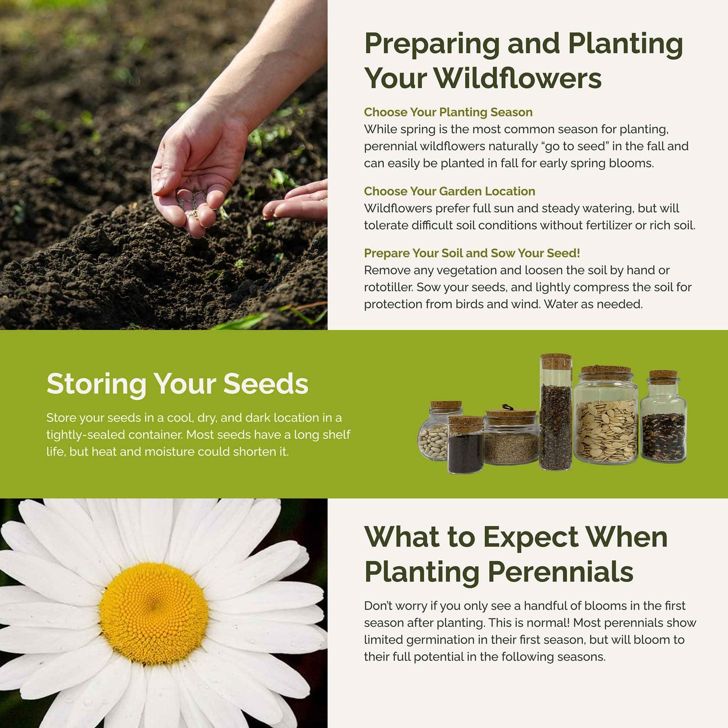 best time to spread wildflower seeds Bulk First Year Flowering Perennial Wildflower Seed Mix – Bulk Wildflowers