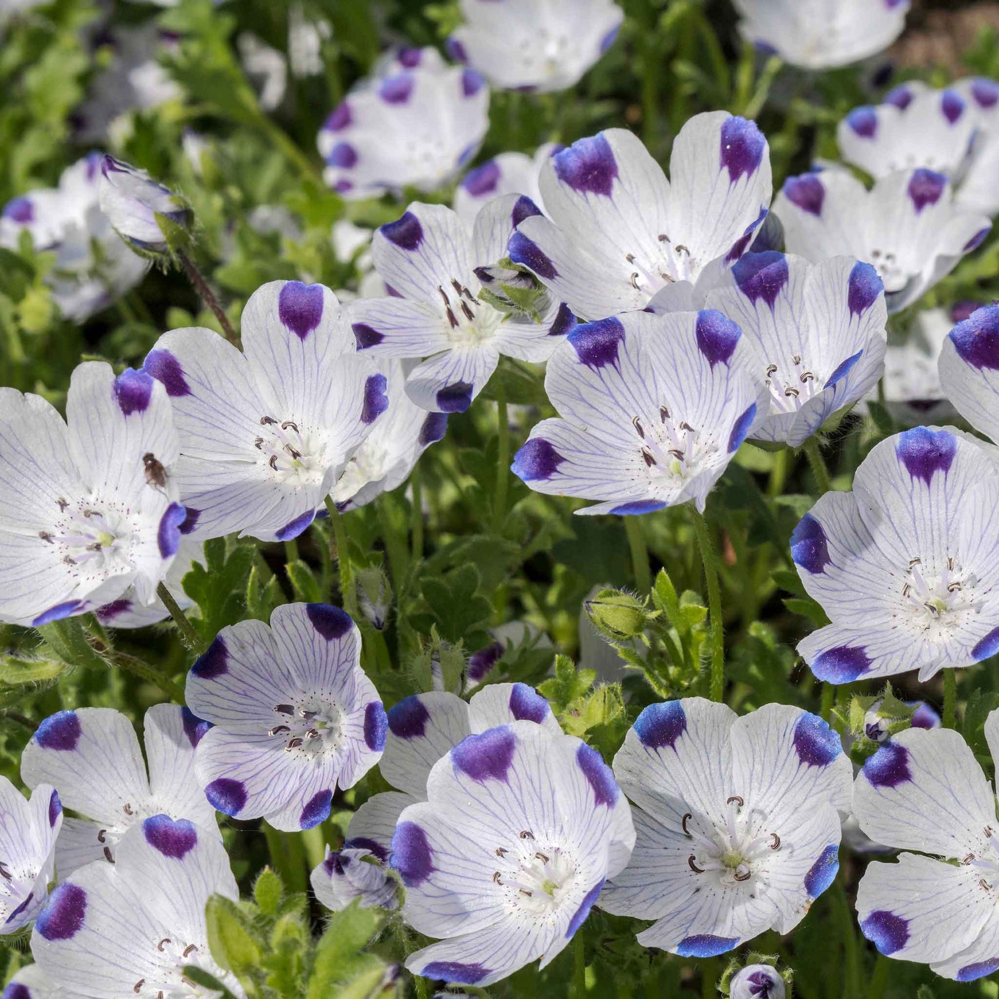 5boro flower seed Bulk Fivespot Seeds Packet